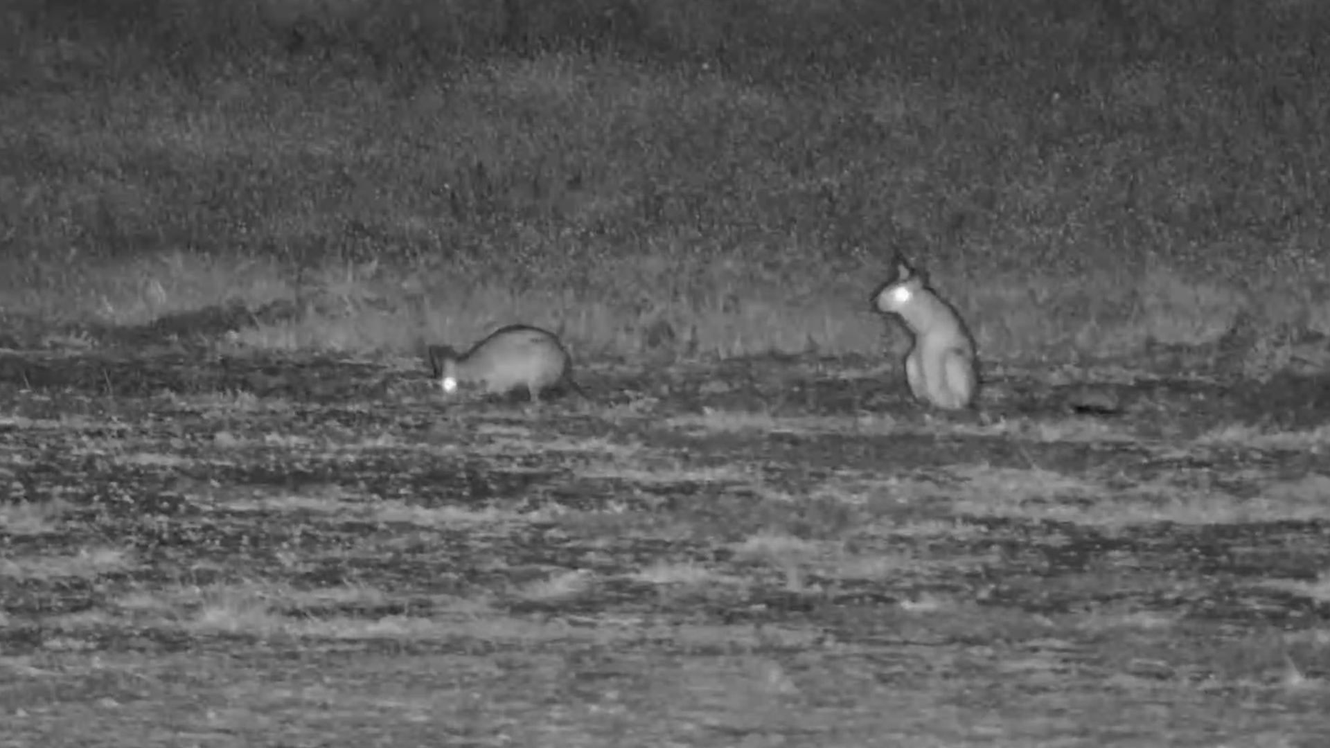 Foraging Spinghare Trio