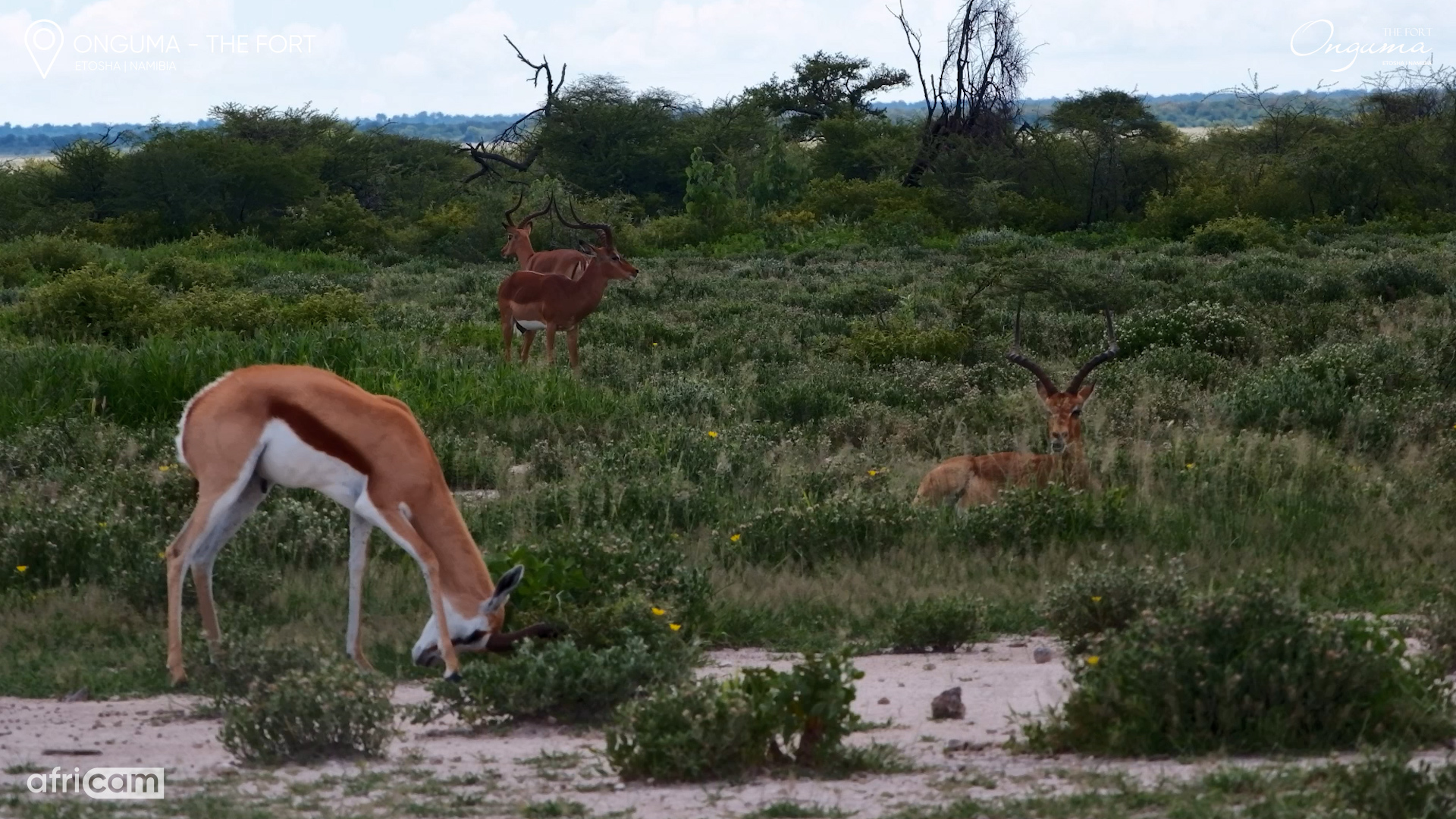 Springbok Male Rubs Horns in the Shrubs