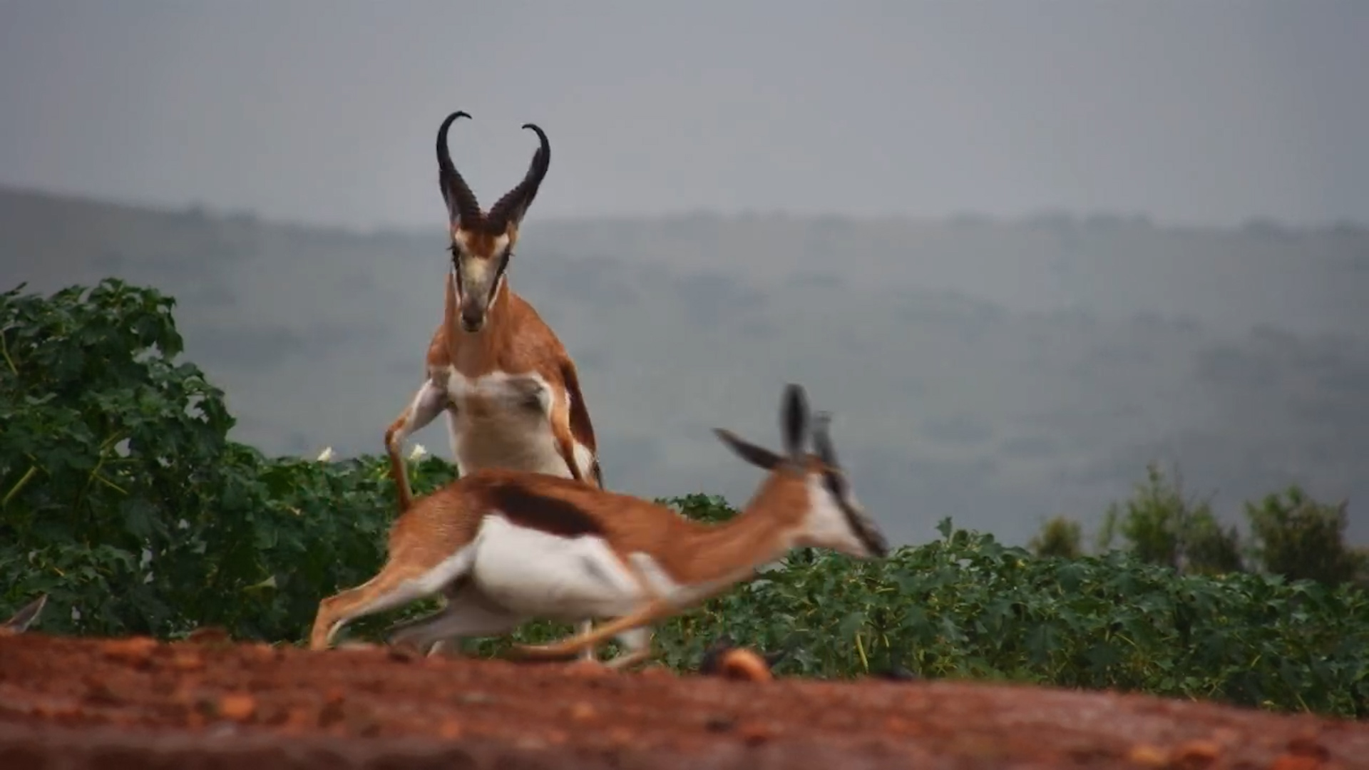 Watch This Springbok Find Its Partner!