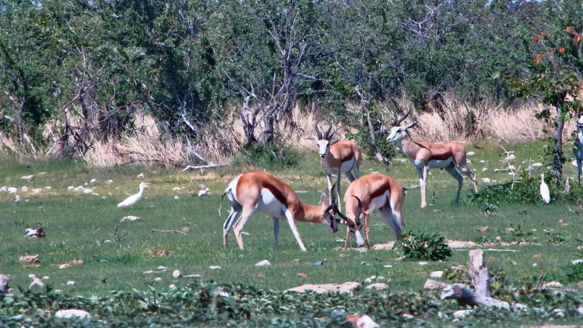 Springbok Rams Spar