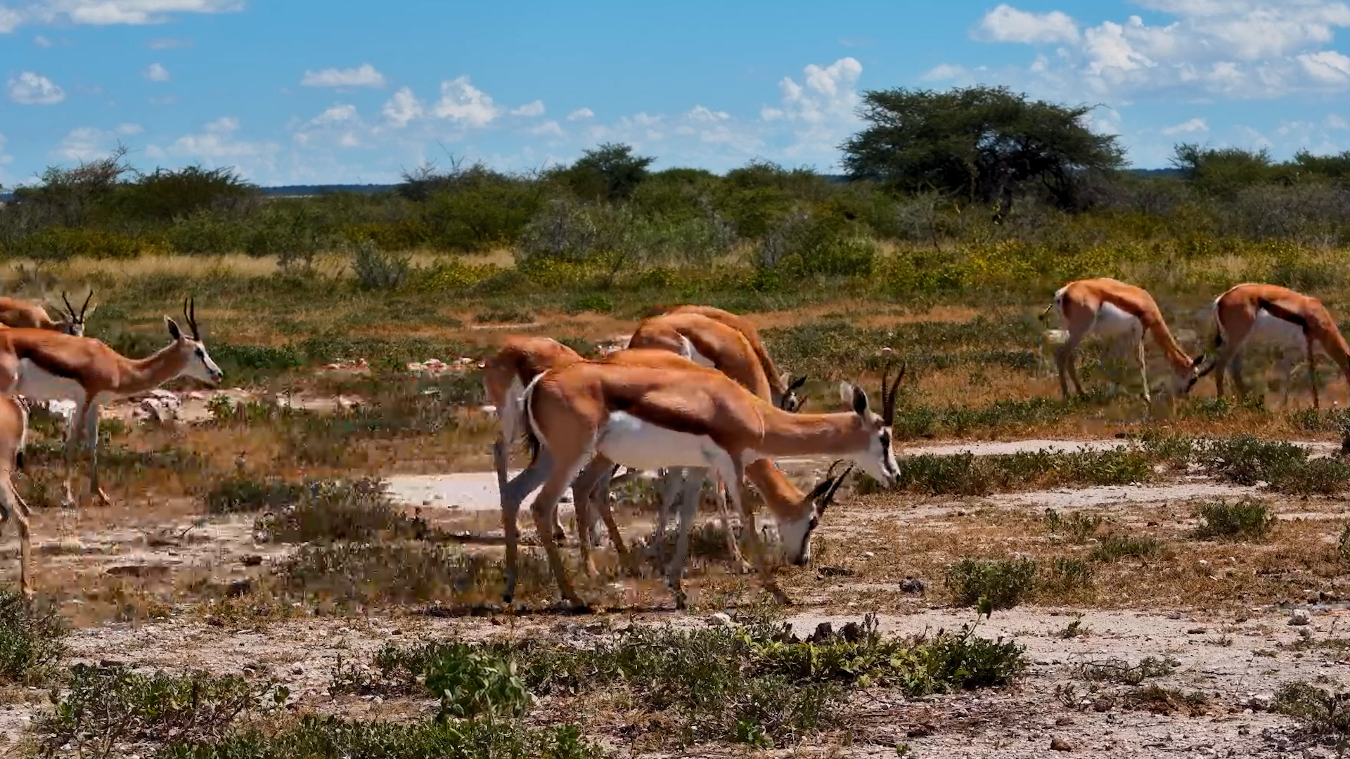 Gentle Grazing at The Fort