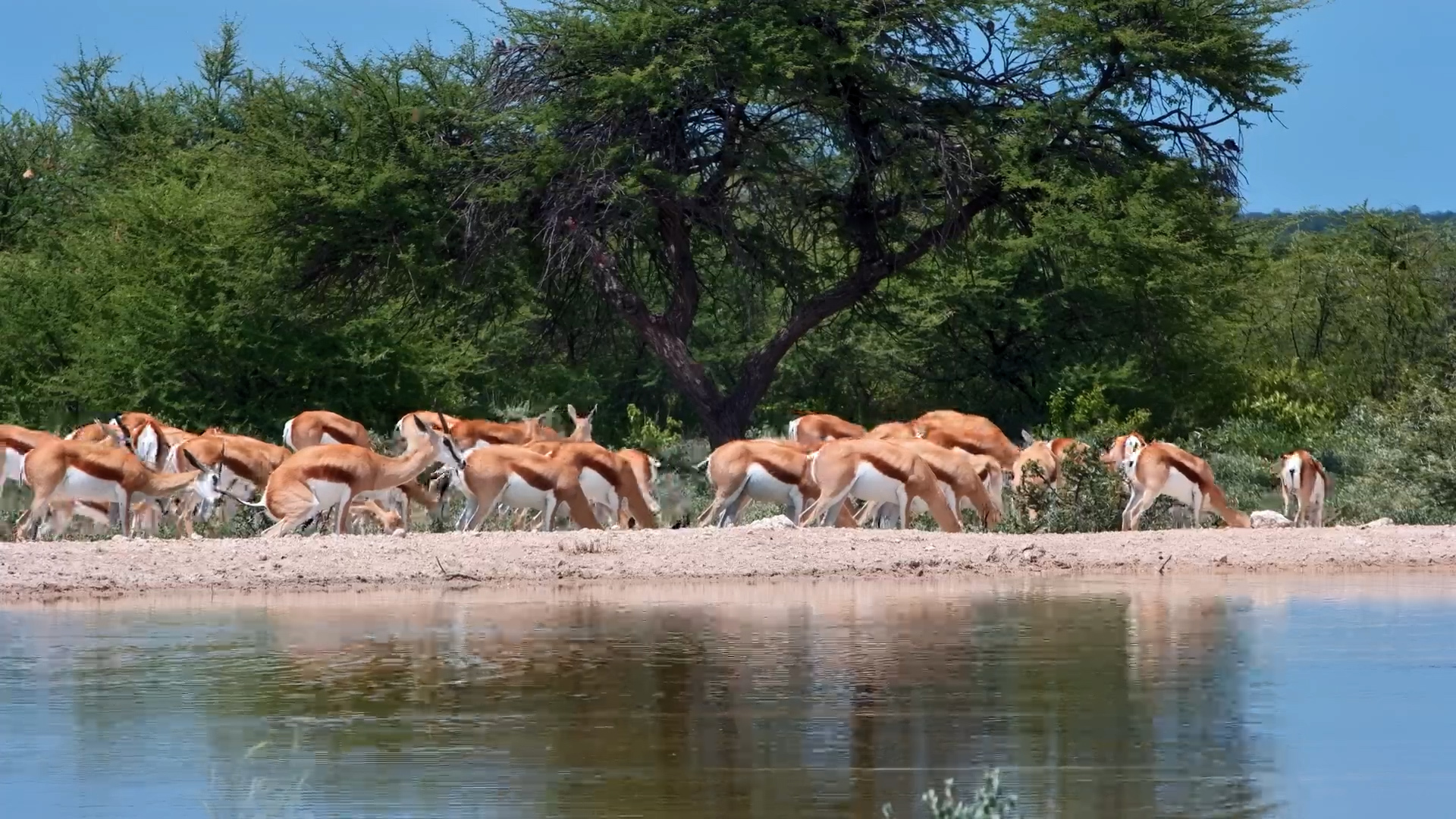 Springbok Herd Fills the Waterhole