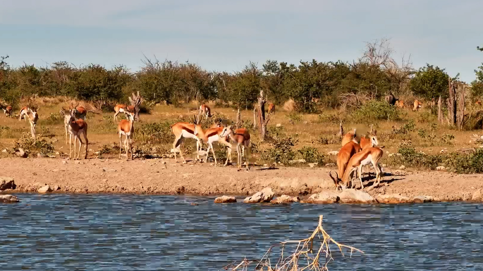 Springboks Grazing in the Bush