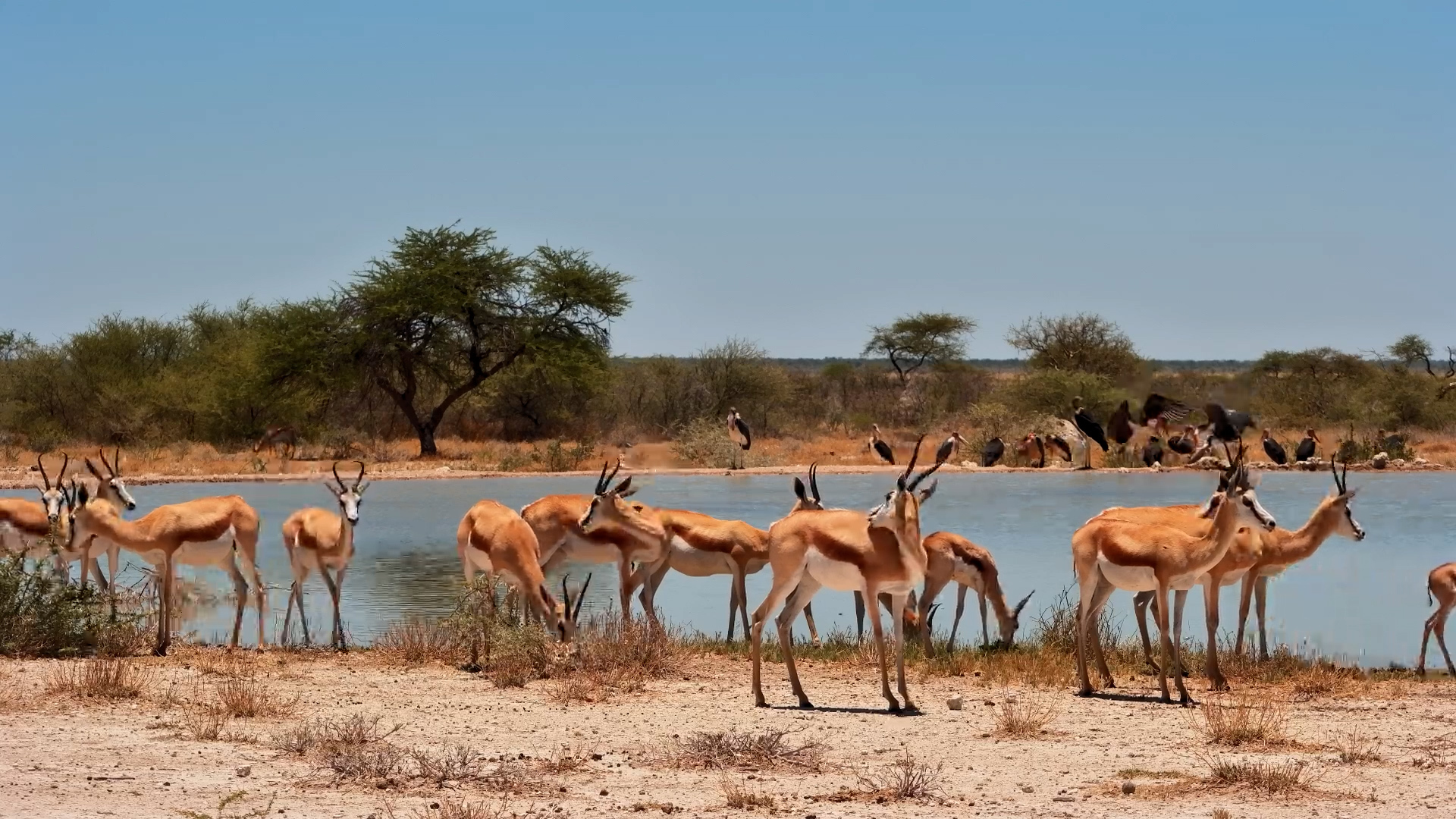 Springbok Herd Drinks at Onguma Waterhole