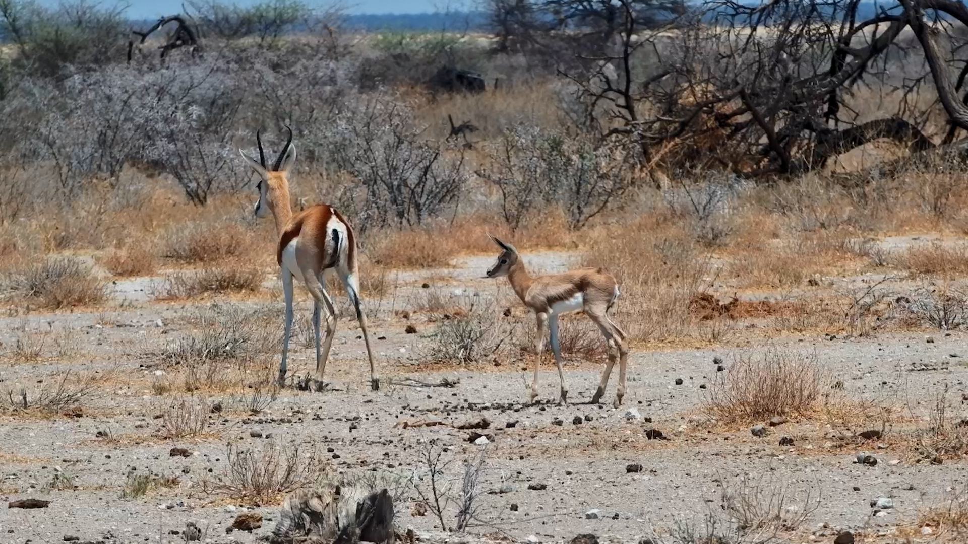 New Springbok Lamb at the Waterhole