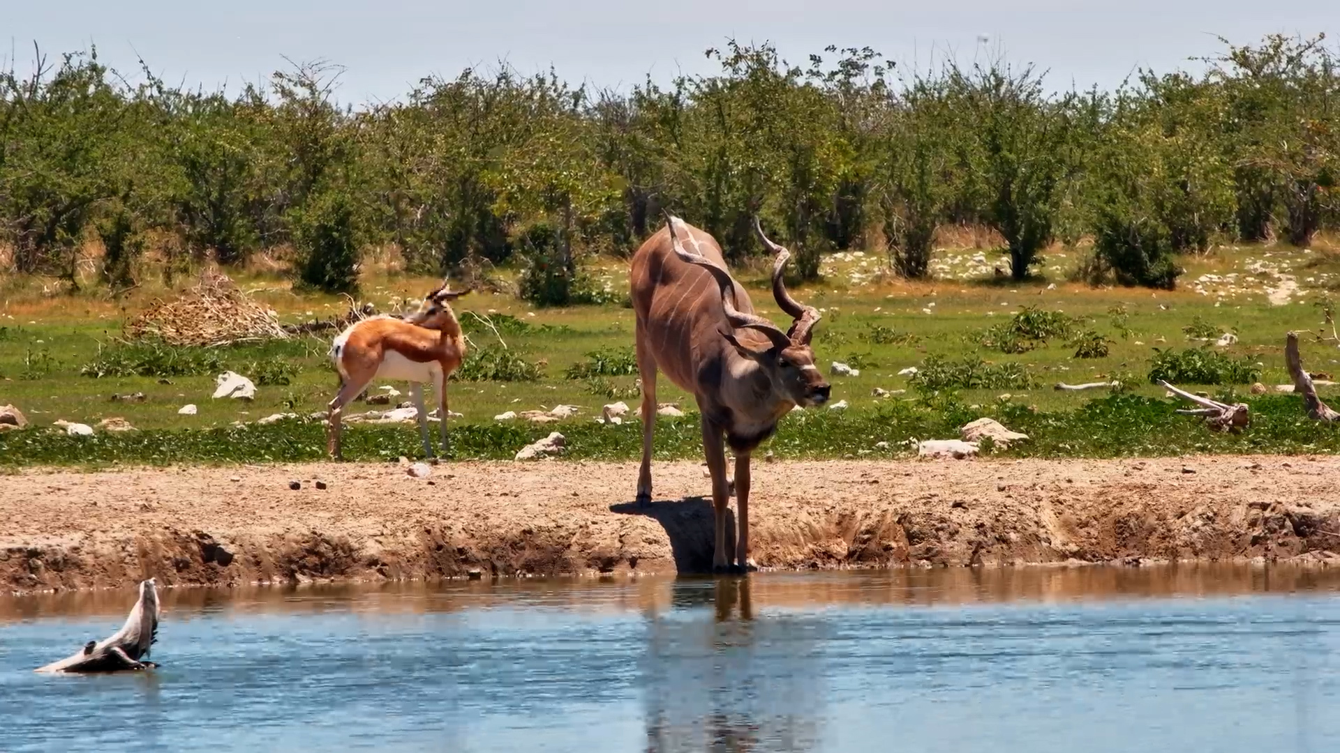 Majestic Kudu Drinks While Springbok Spar Nearby