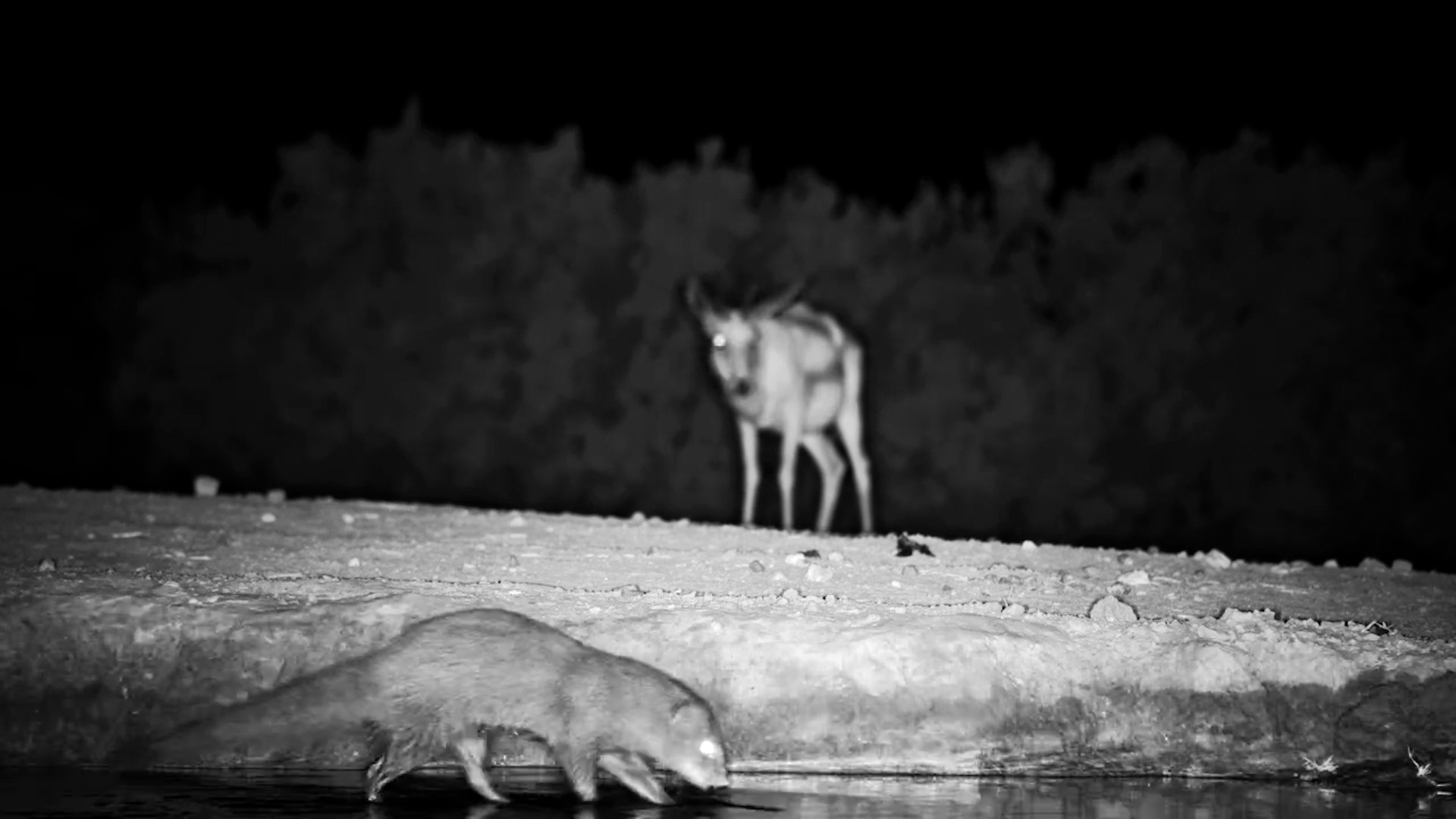 Curious Springbok Meets Foraging Mongoose