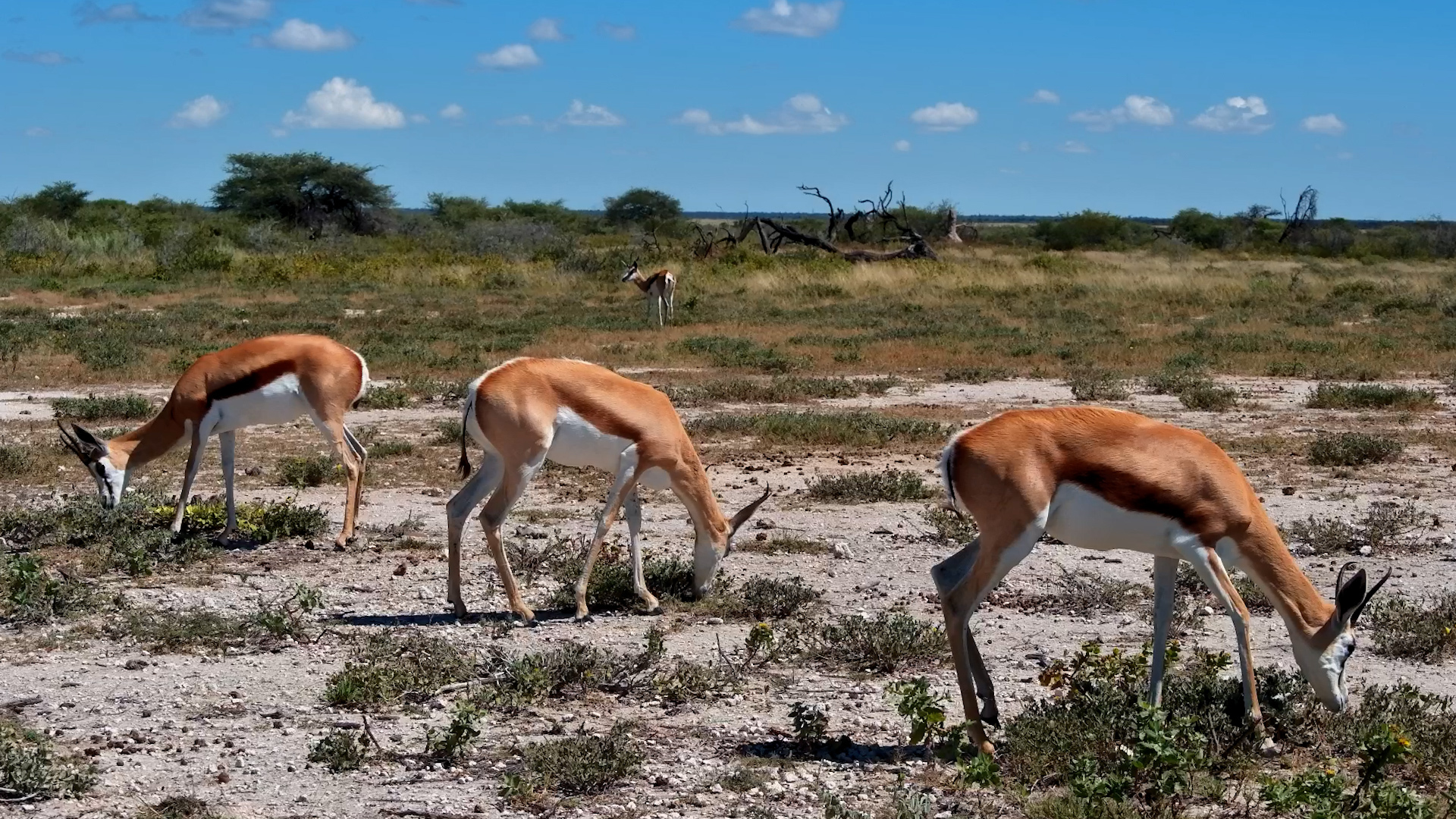 Incredible Springbok Herd Up Close