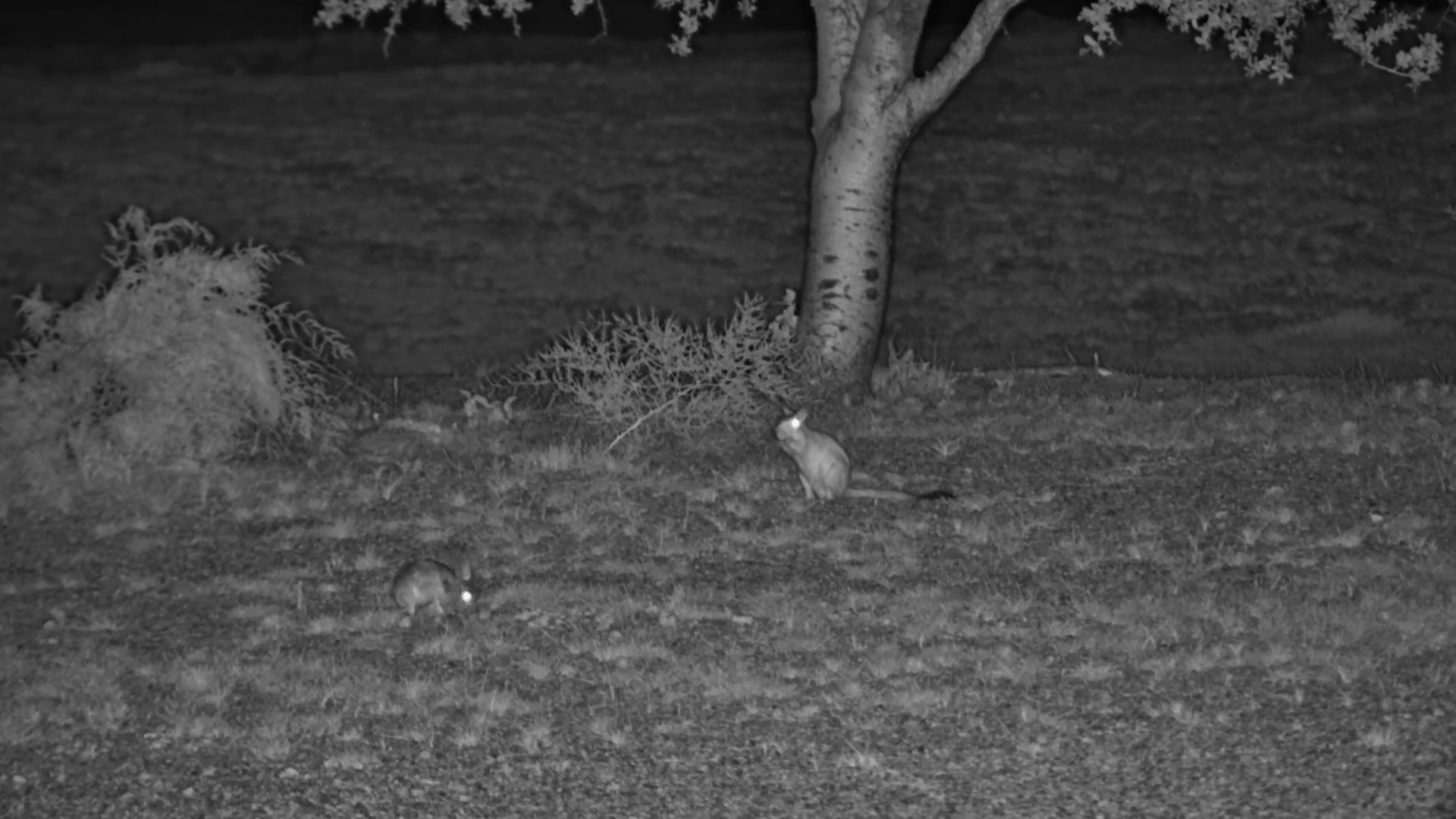 Sprighare Meets Scrub Hare at Jack’s Camp