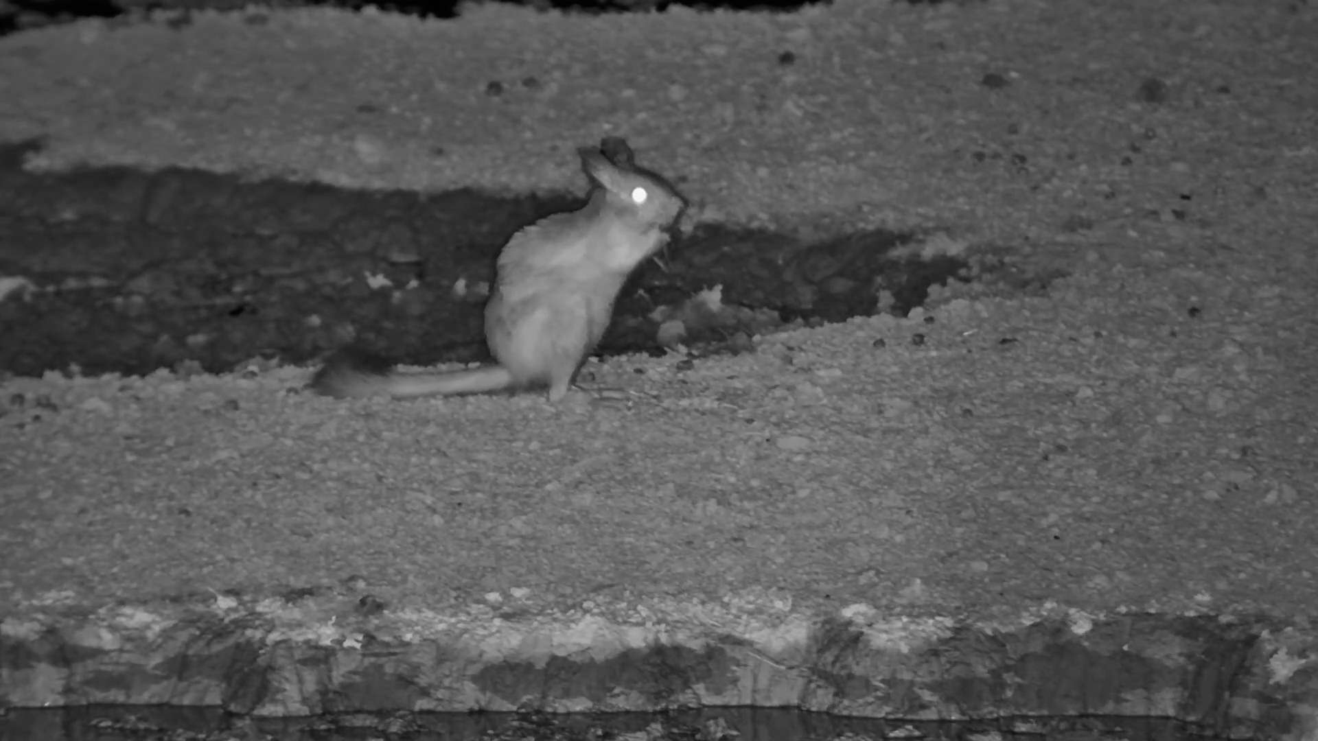 Springhare Finds a Midnight Snack at Jack’s!
