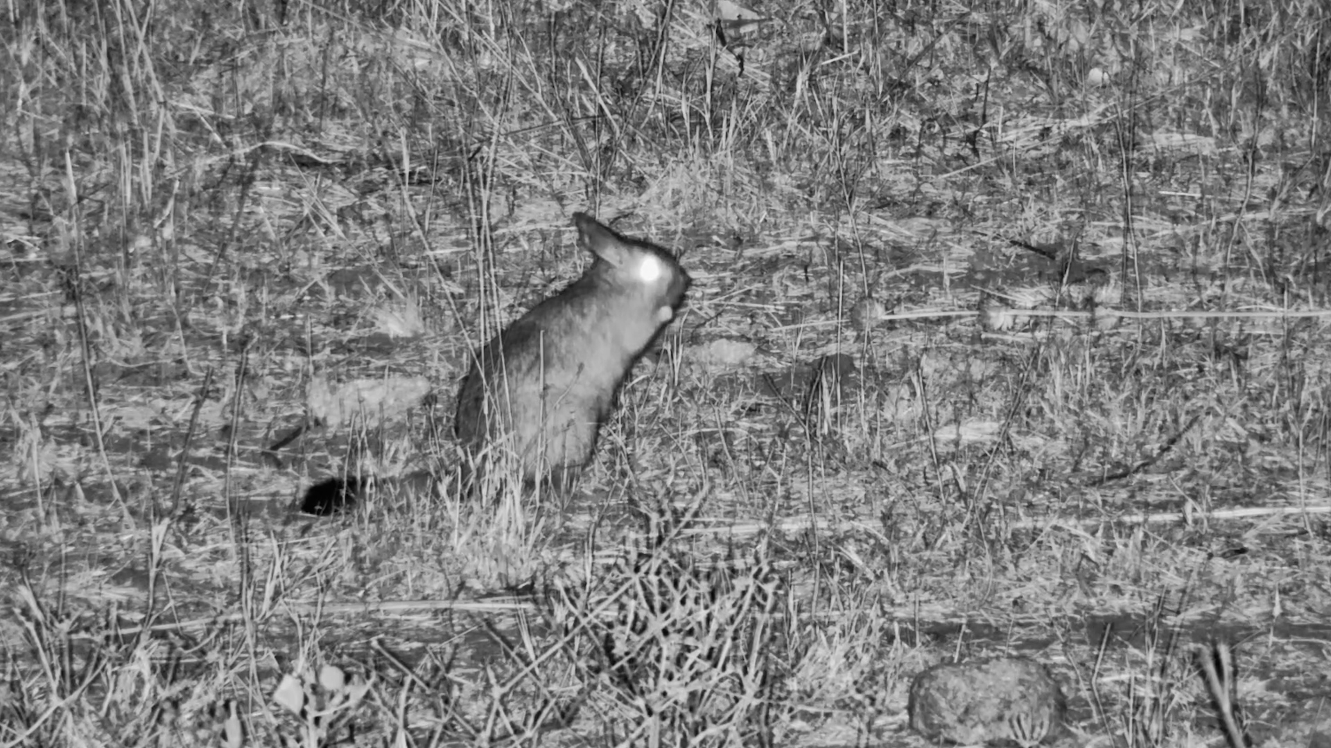 Springhare Forages While a Tiny Visitor Scurries By!