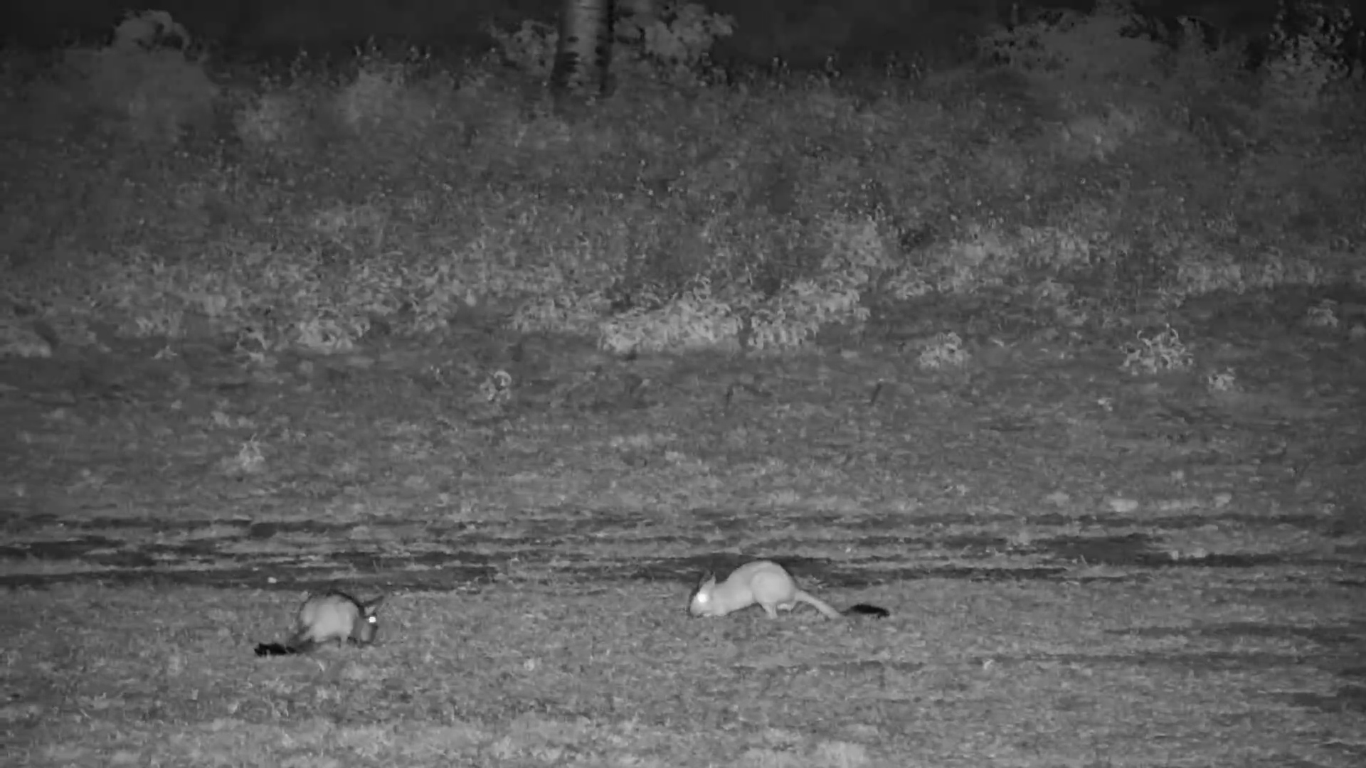 Springhares in Action!