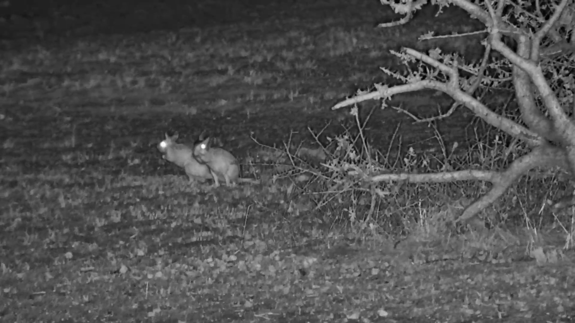 Springhare Pair at Jack’s Camp