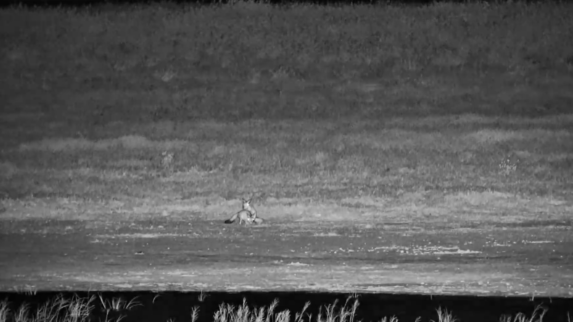 Who’s Hopping Through the Night?