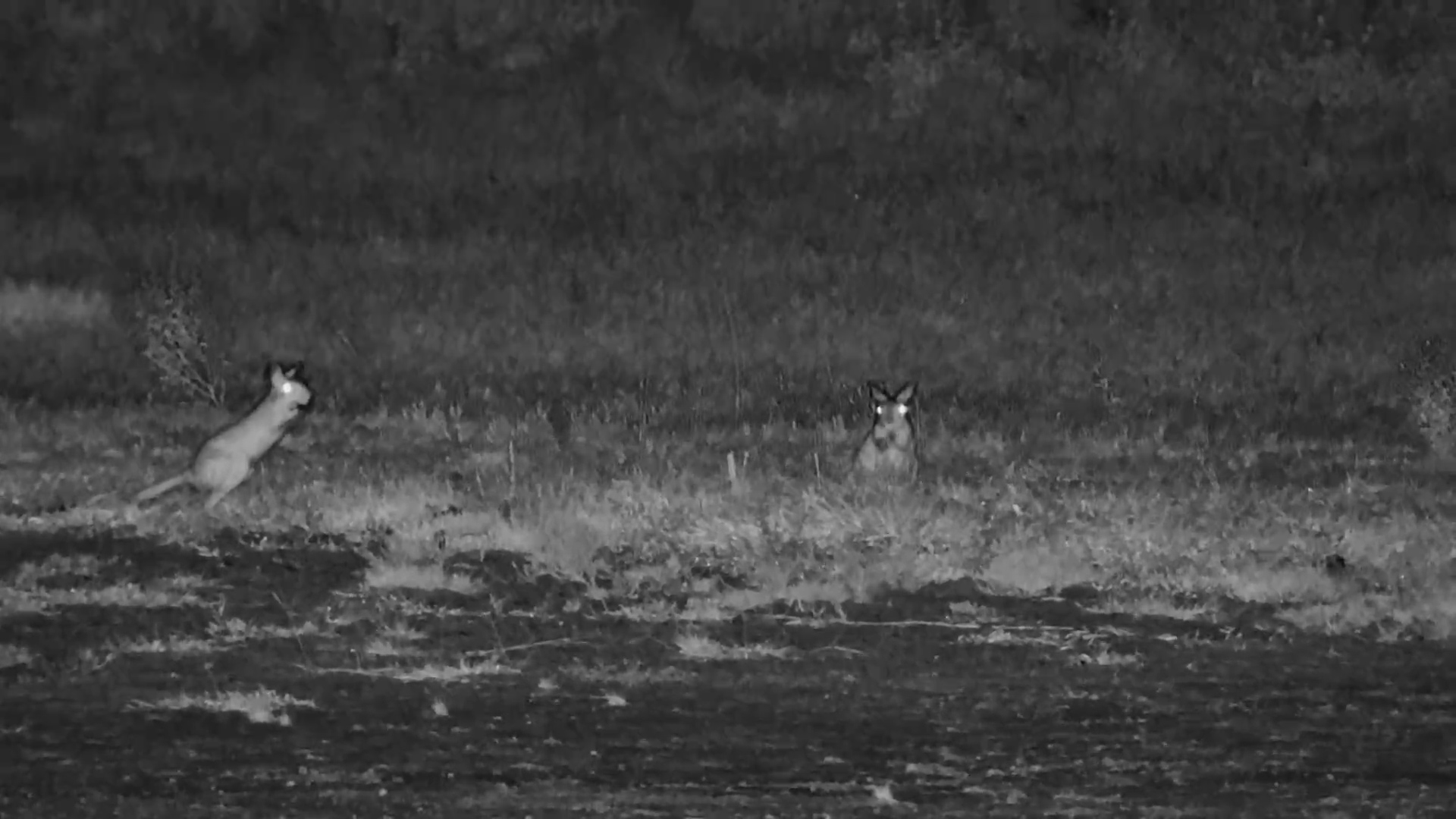 Springhare Duo With the Zoomies