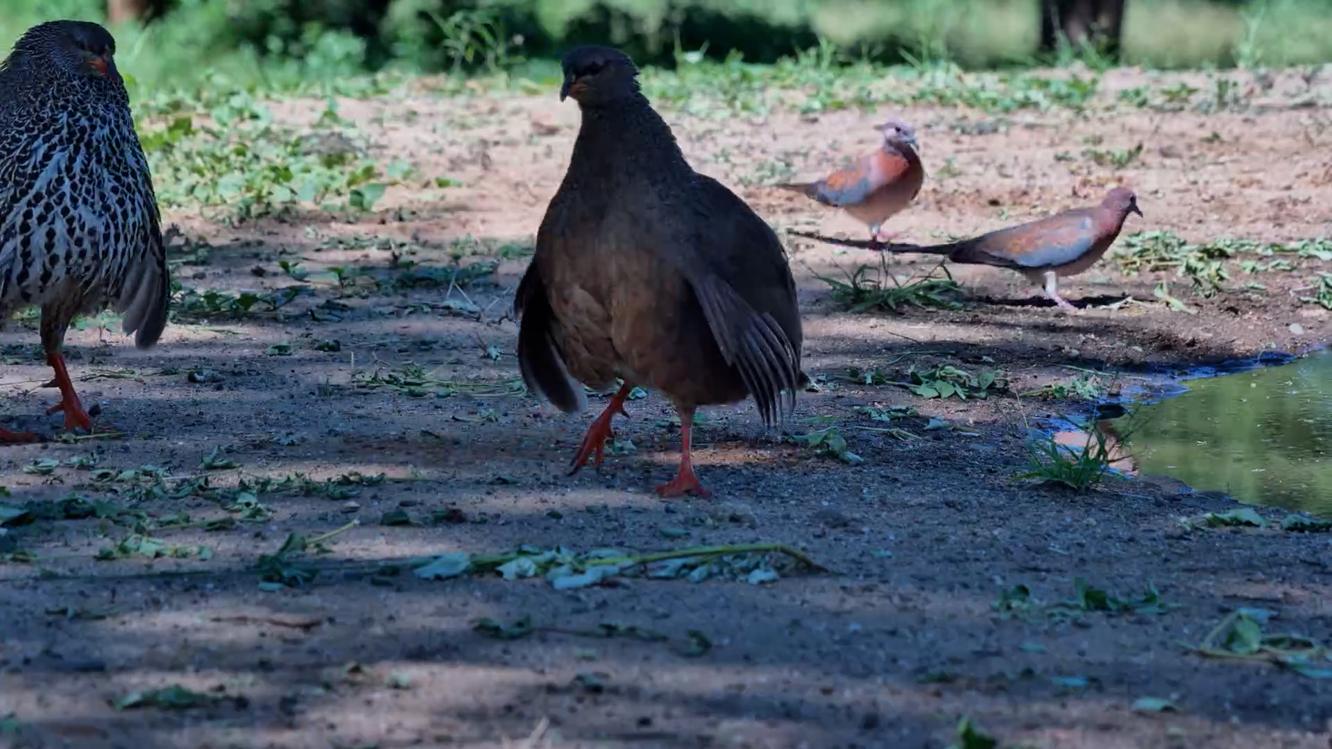Spurfowl Gets Dusty