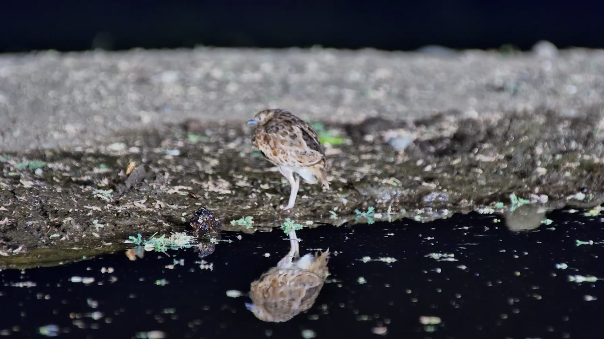 Button Quail at the Water's Edge