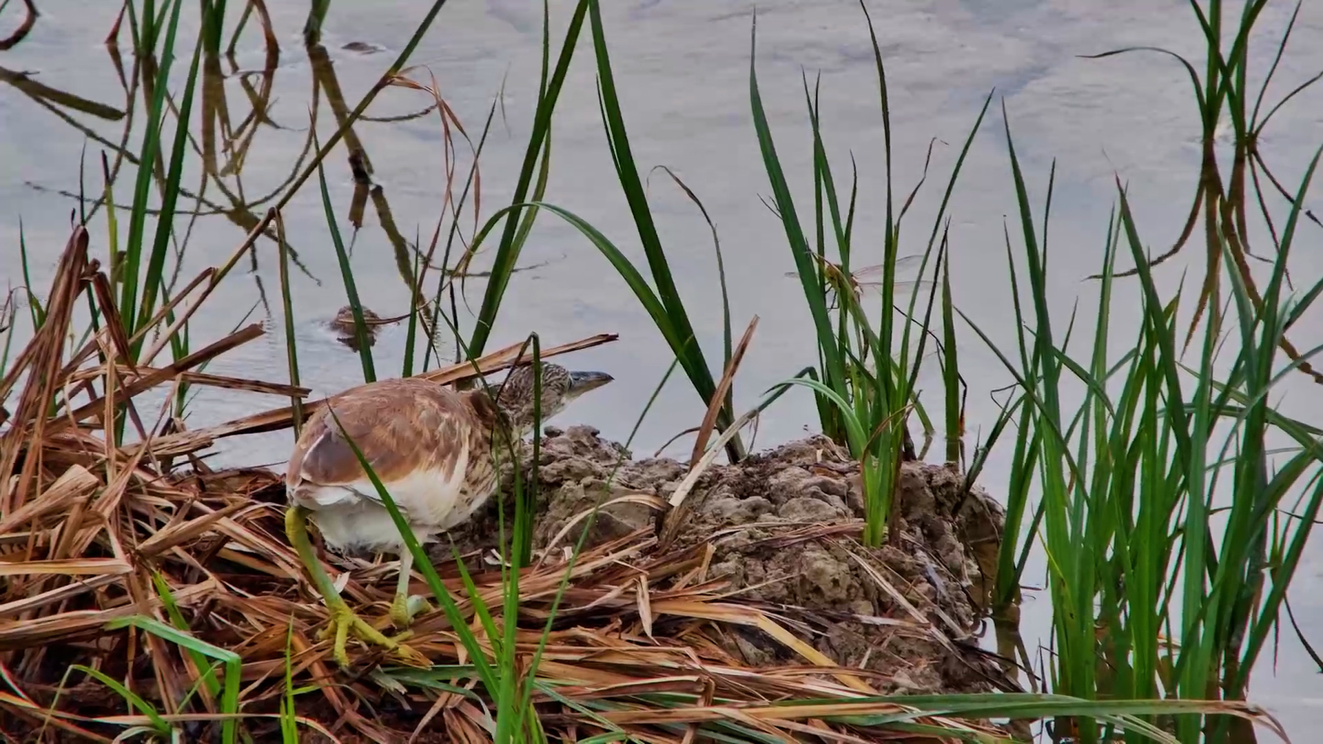 Sharp Shooter: Heron Hunts Dragonflies Like a Pro