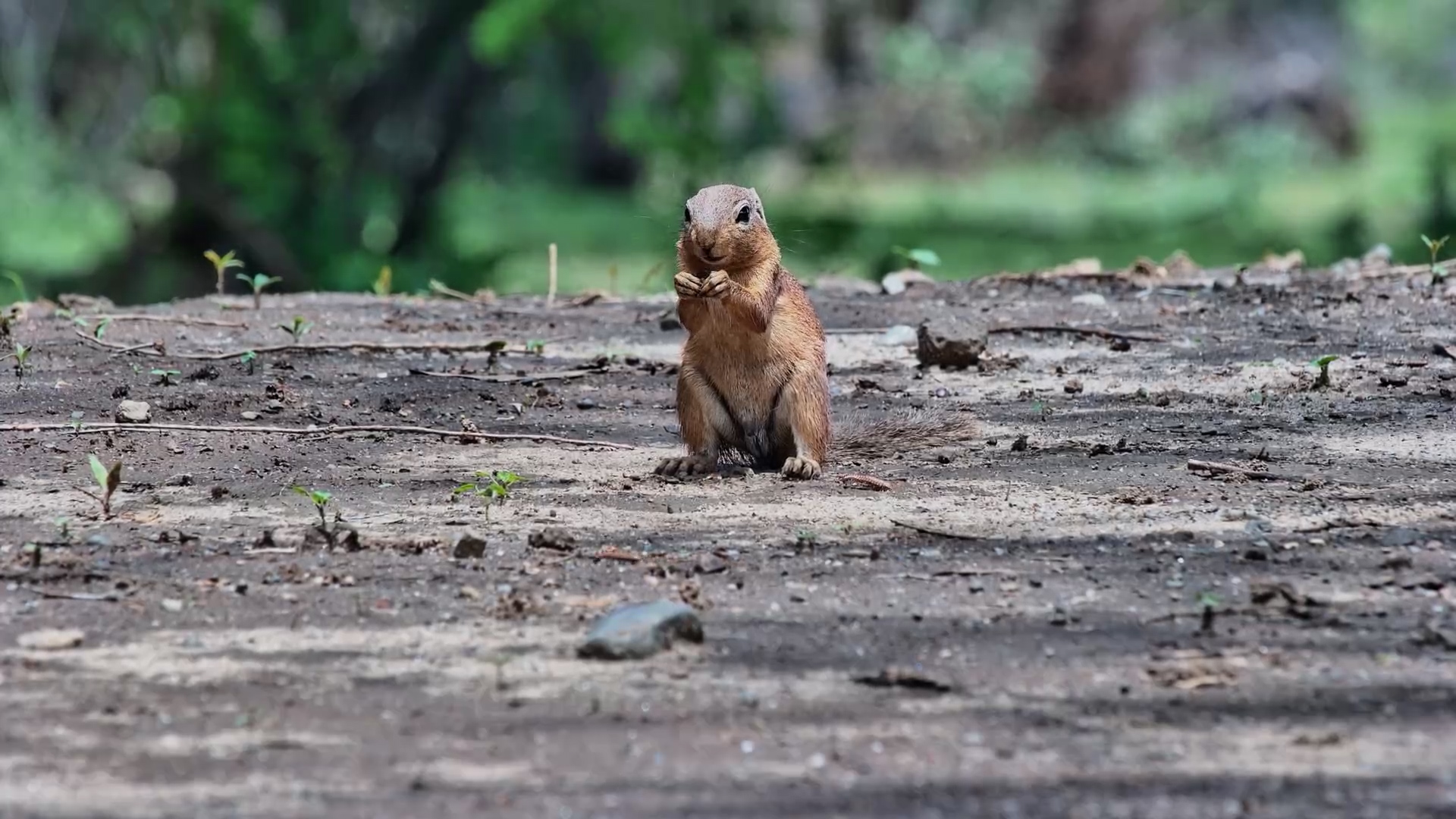 Tiny Snack Attack! Unstriped Squirrel at Lentorre