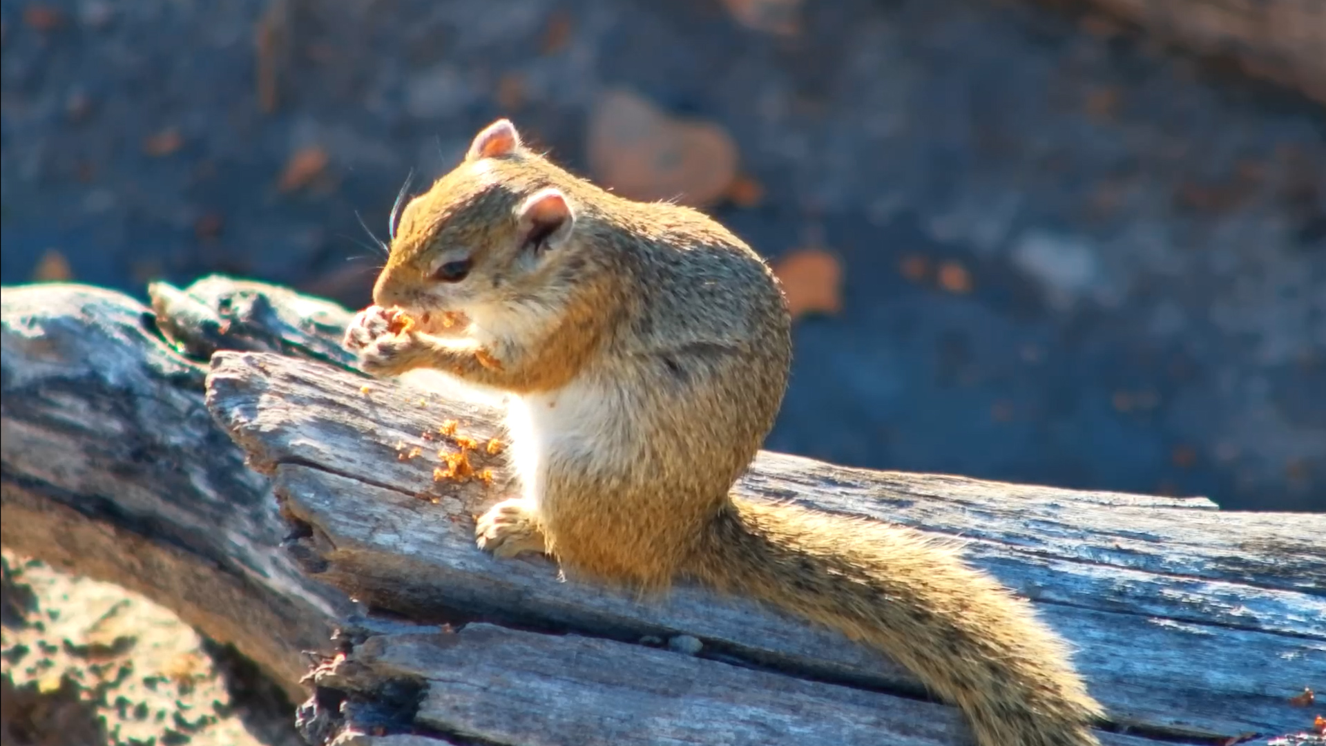This Squirrel Found the Perfect Sunny Spot