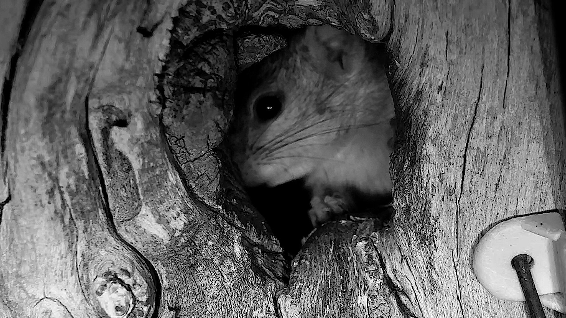 Someone Moved Into the Tree Hole