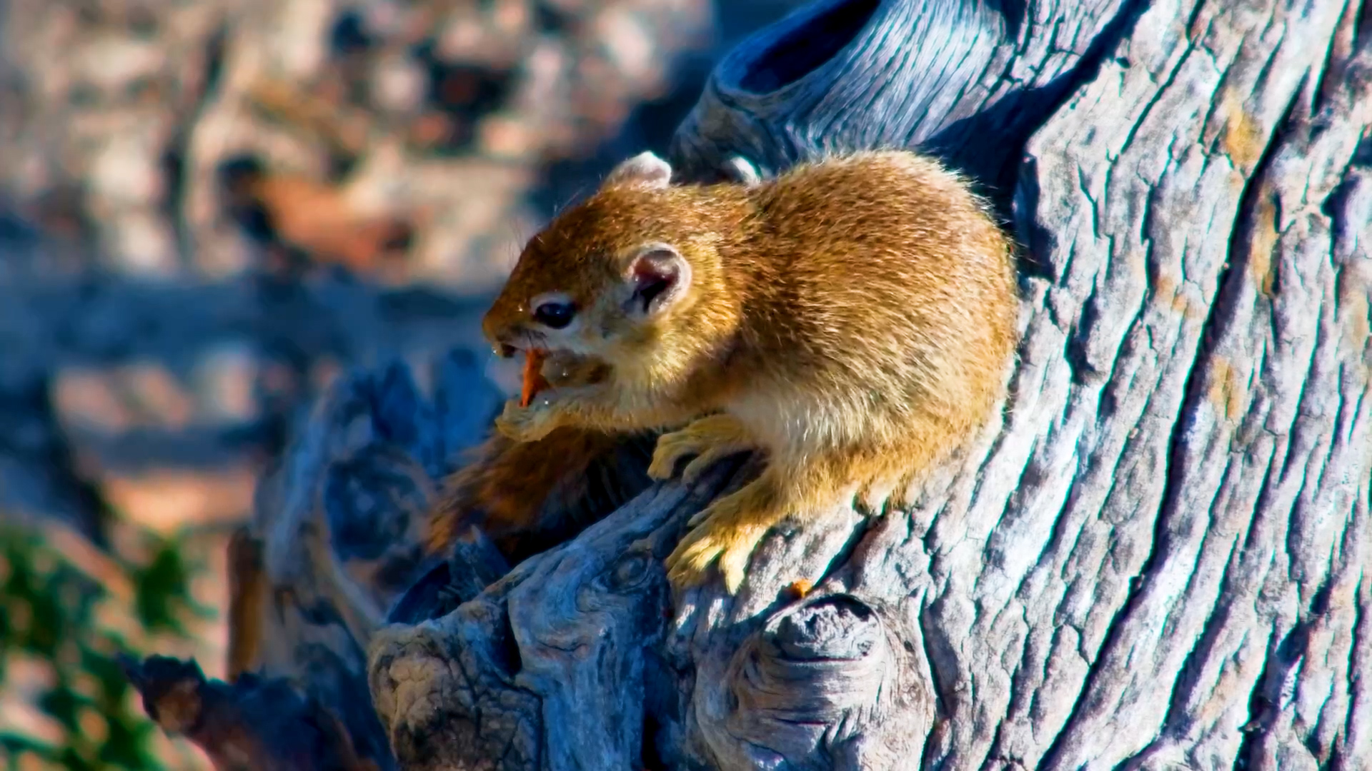 Little Squirrel Found the Perfect Snack