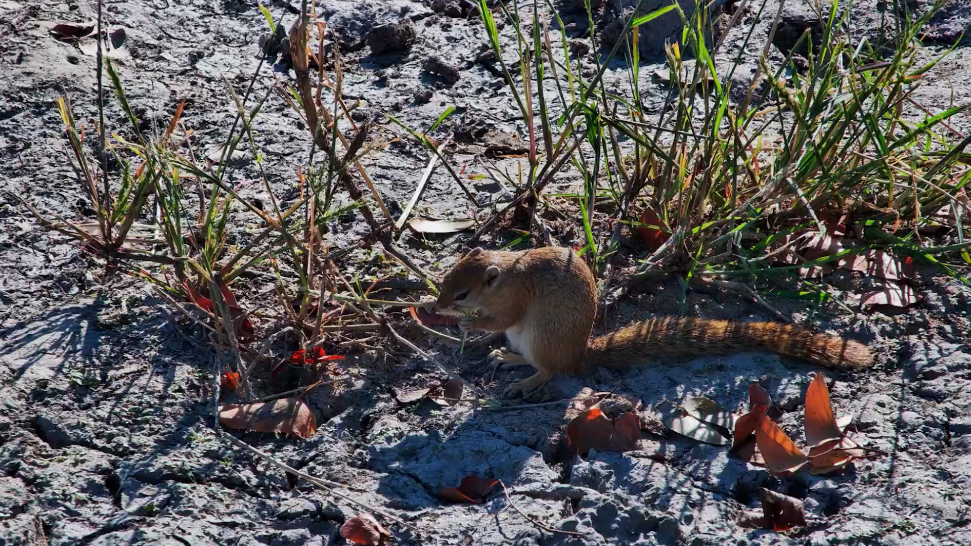 Little Squirrel Was Busy Hunting for Snacks