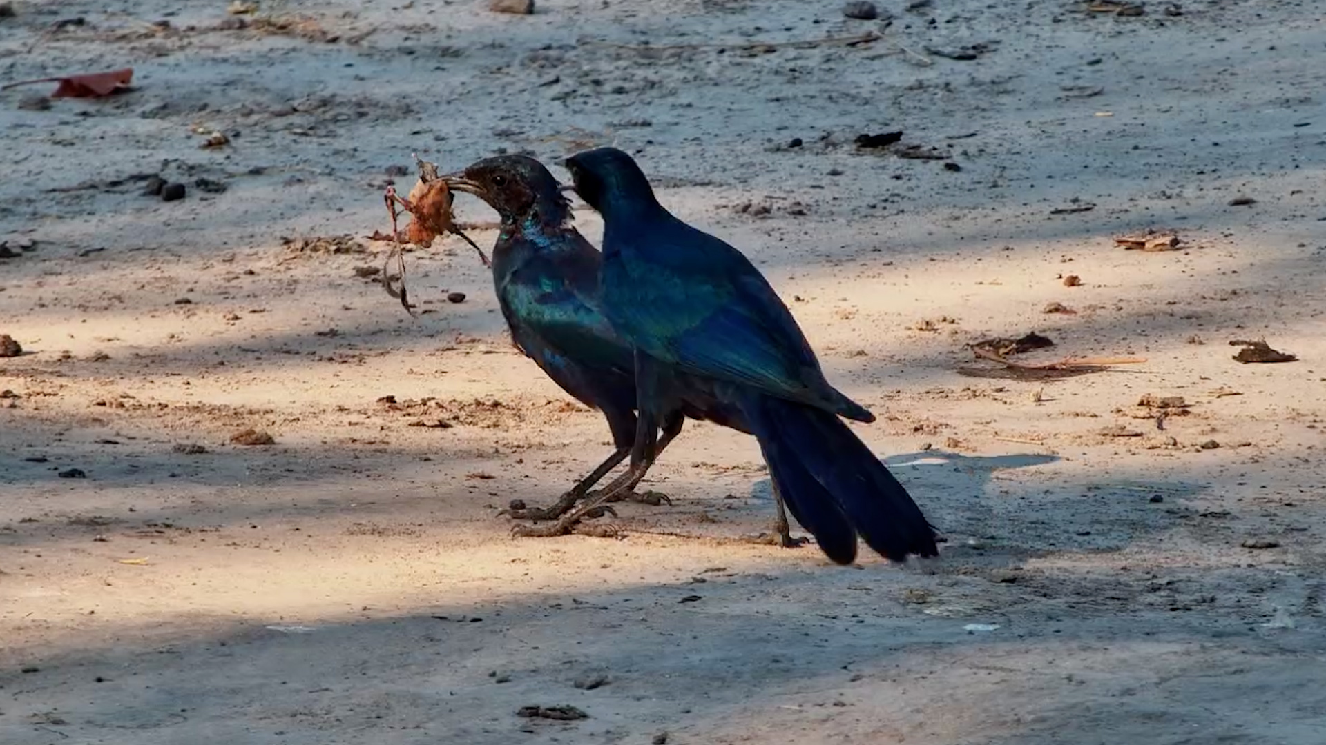 What Did These Starlings Find?