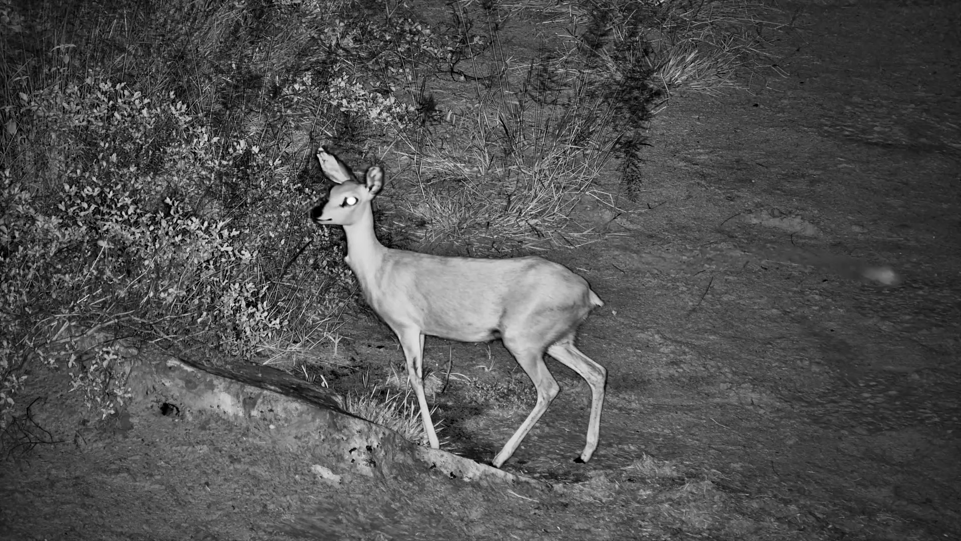 Steenbok Feeding at Camelthorn