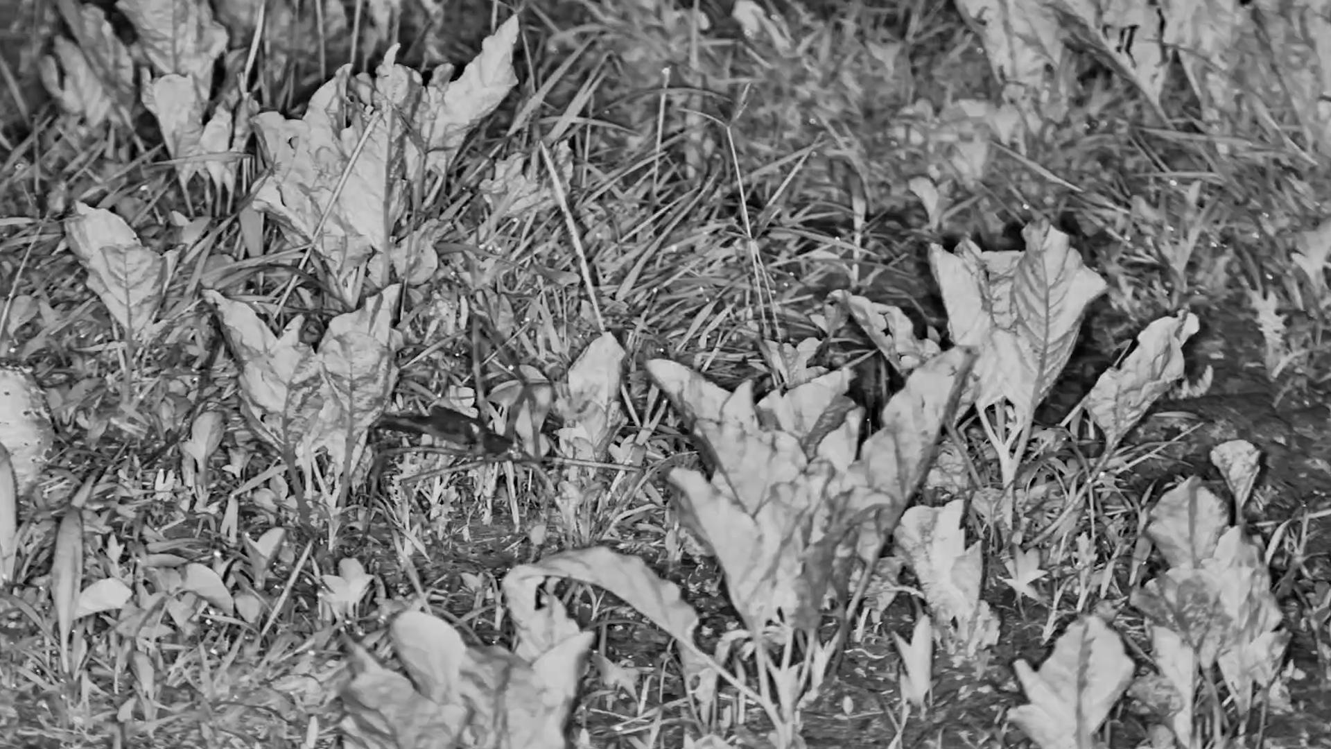 Stick Insect Strolls Through the Night