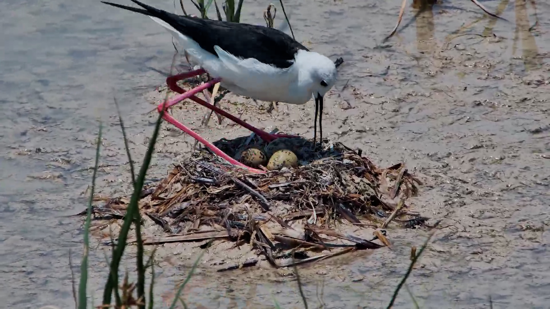 Black-winged Stilts on Their 3 Eggs