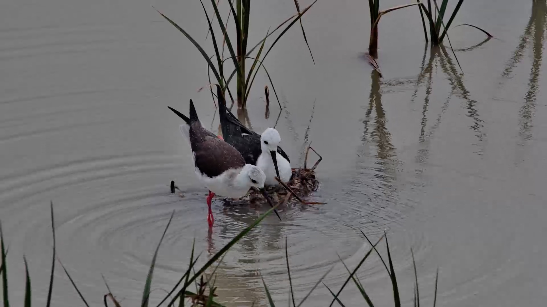 Rising Water Puts Black-Winged Stilt Nest at Risk!