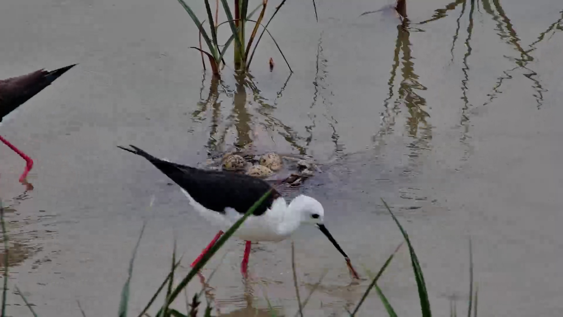 Rising Water Drowns Black-Winged Stilt Nest!