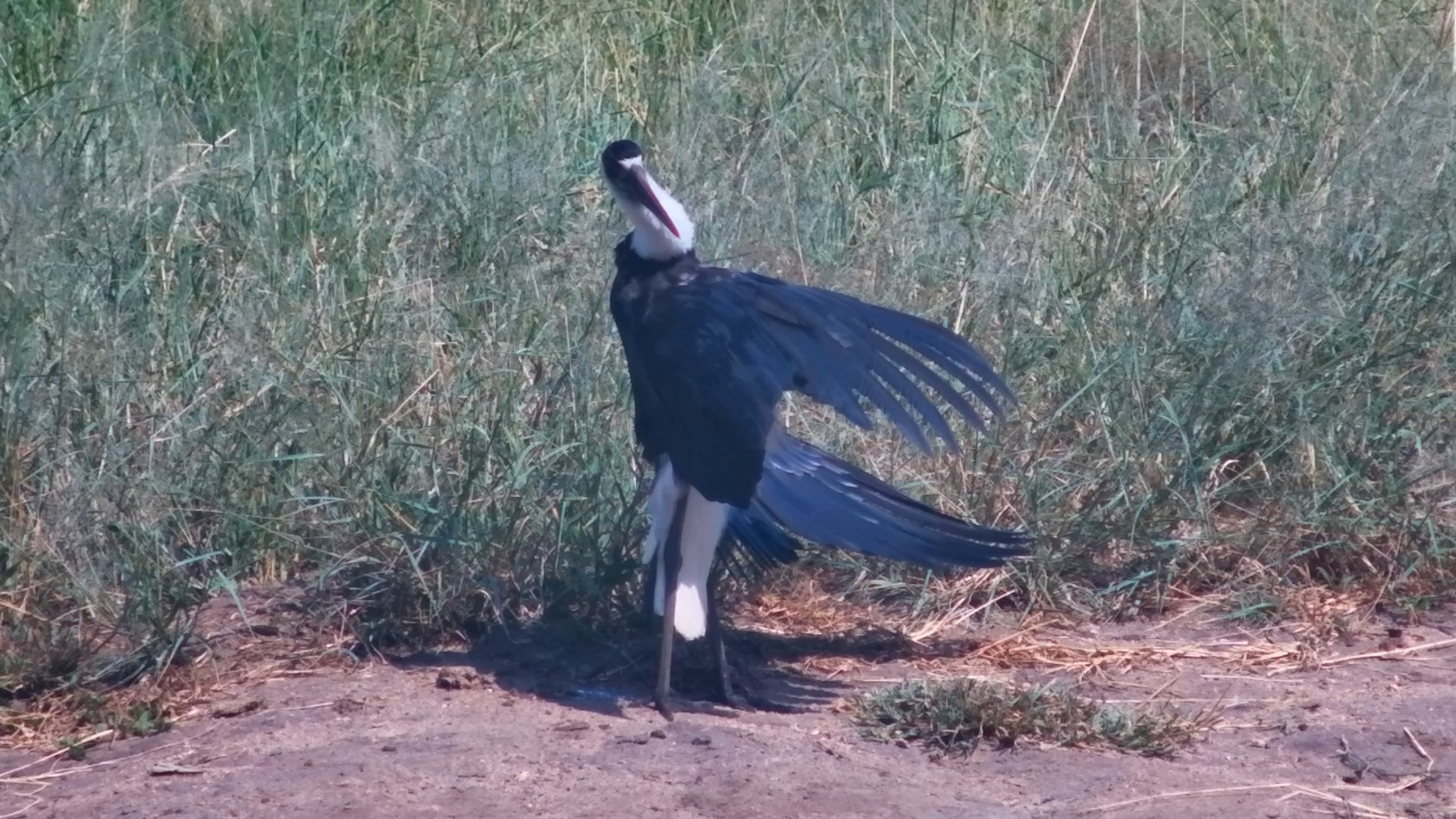 Stork Spreads Its Wings in the Sun