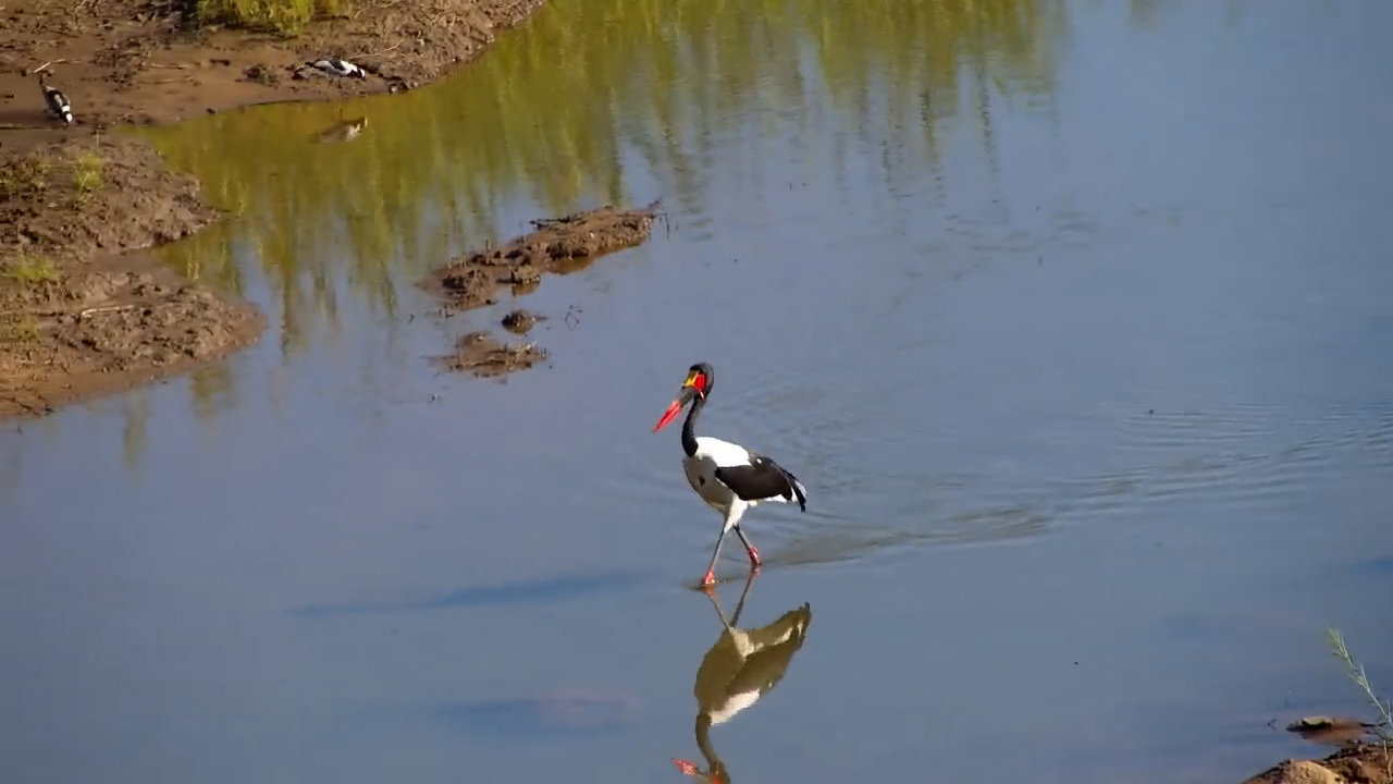 Saddle-Billed Stork on the Hunt