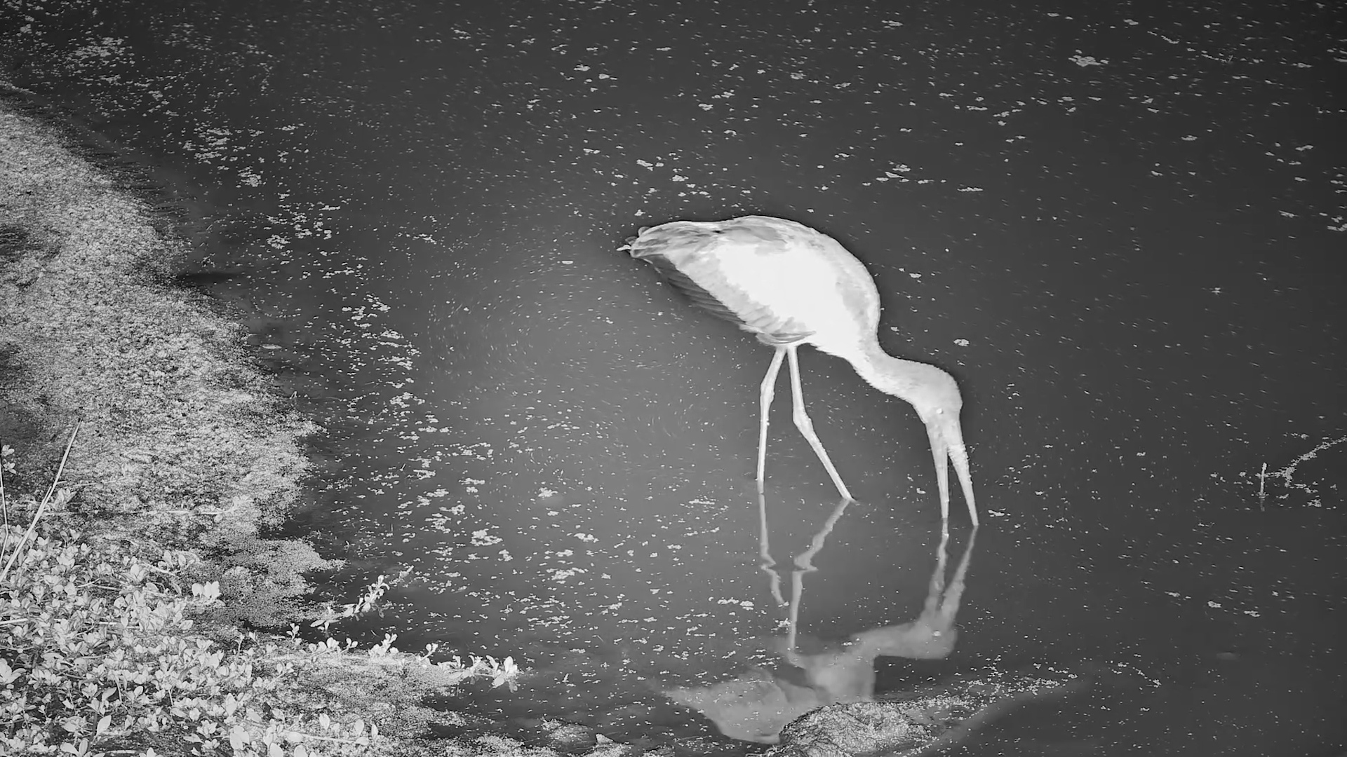 Yellow-Billed Stork Hunts by Feel