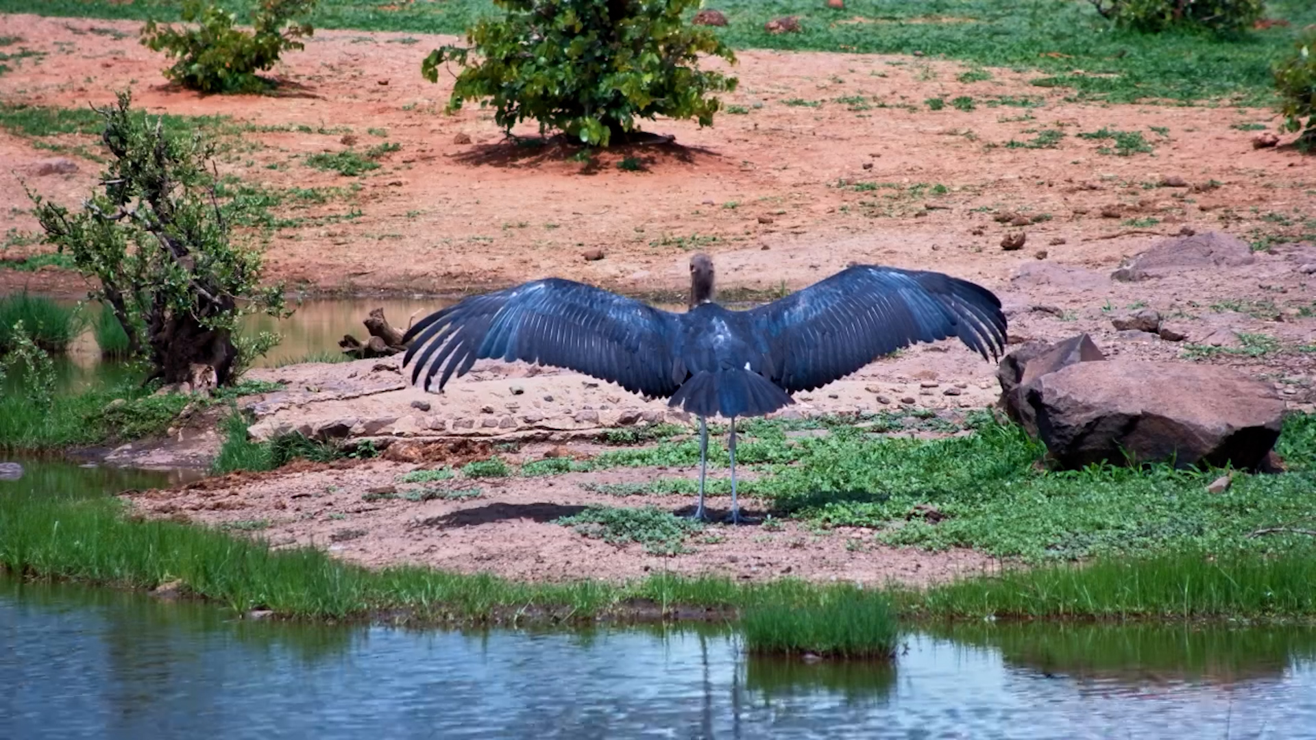 Marabou & Yellow-billed Storks Share the Waterhole in Peace