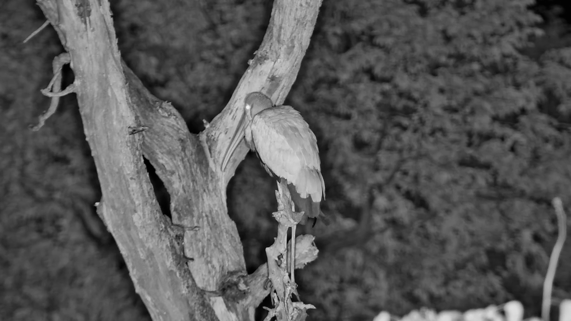 Sleepy Stork Struggles to Rest at Night