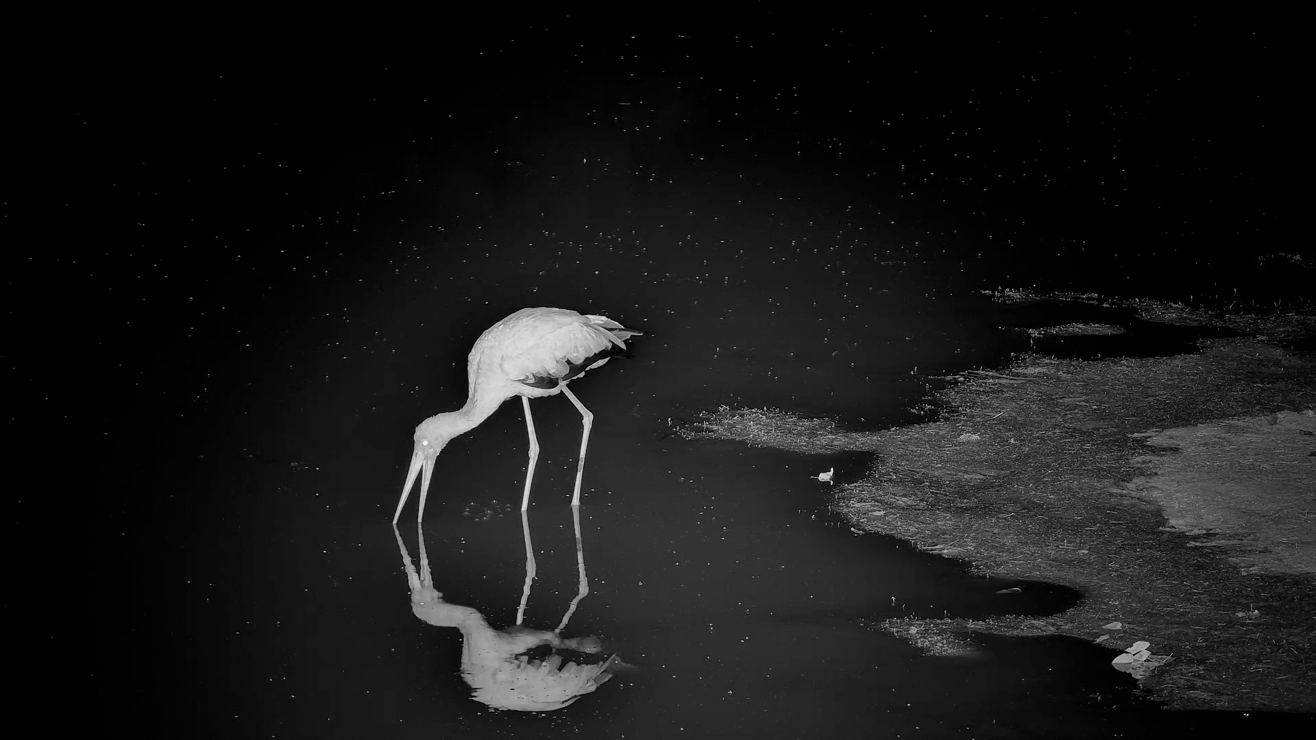 Late-Night Fishing in the Dark