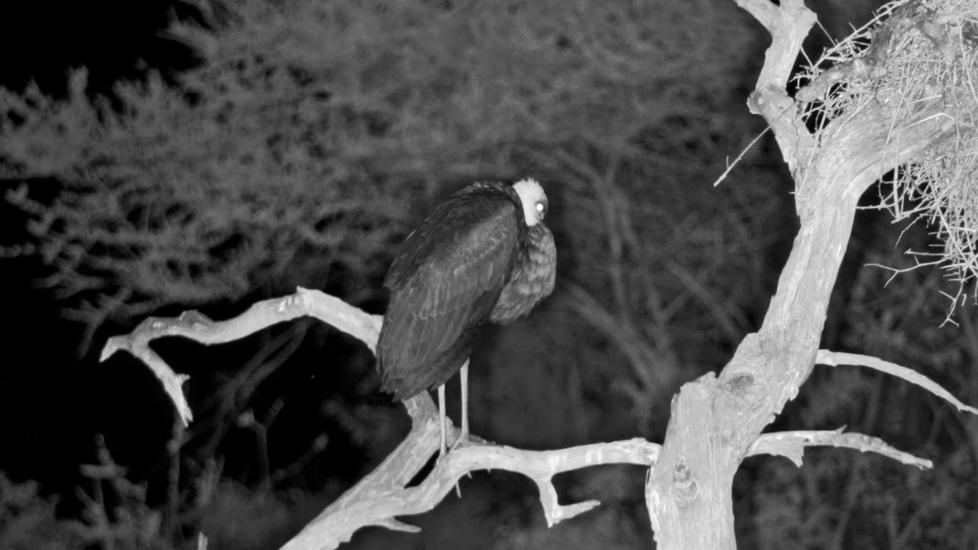 Stork Resting After Dark