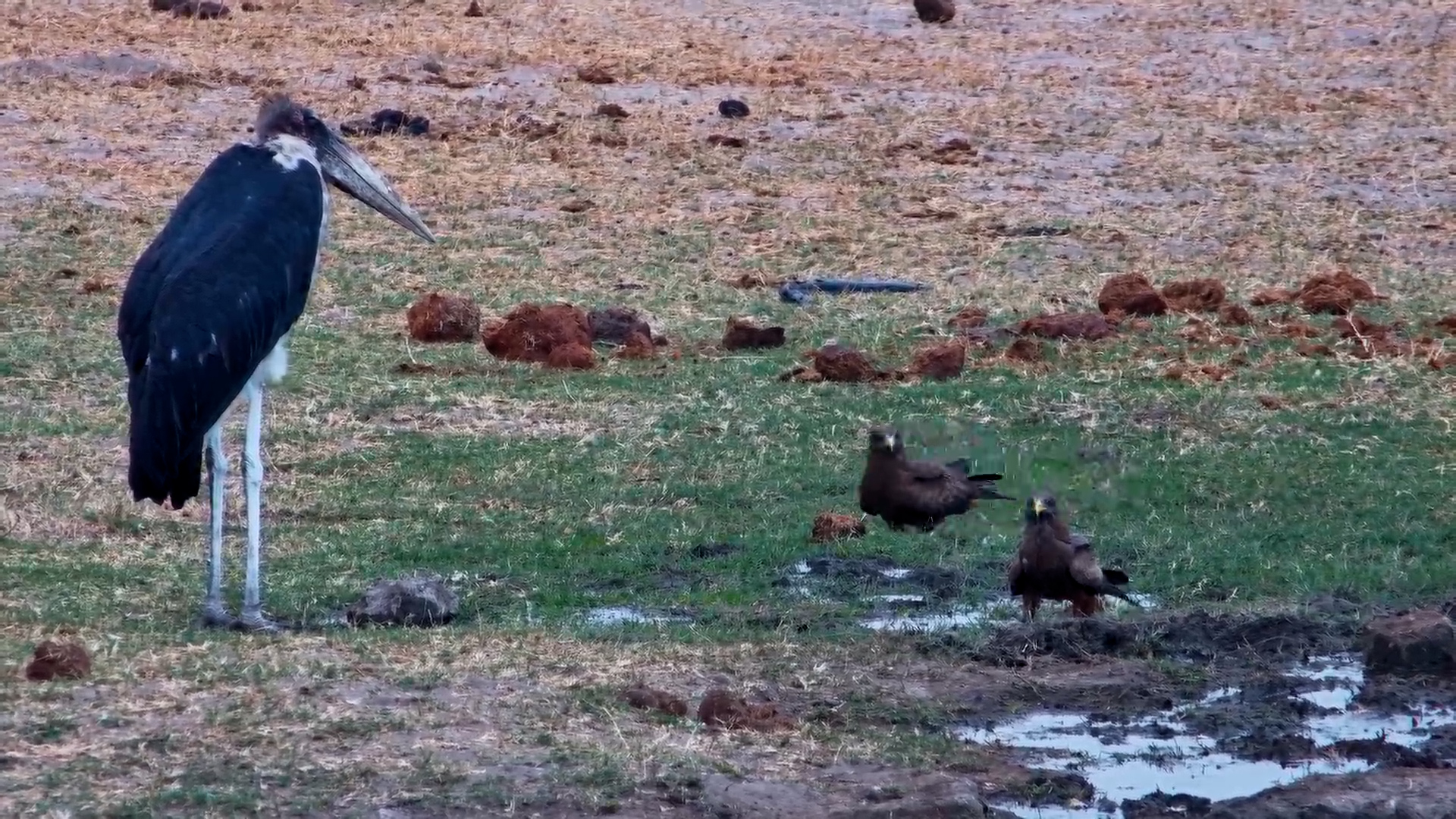 Marabou Stork Watches Yellow-Billed Kites at Hwange Safari Lodge