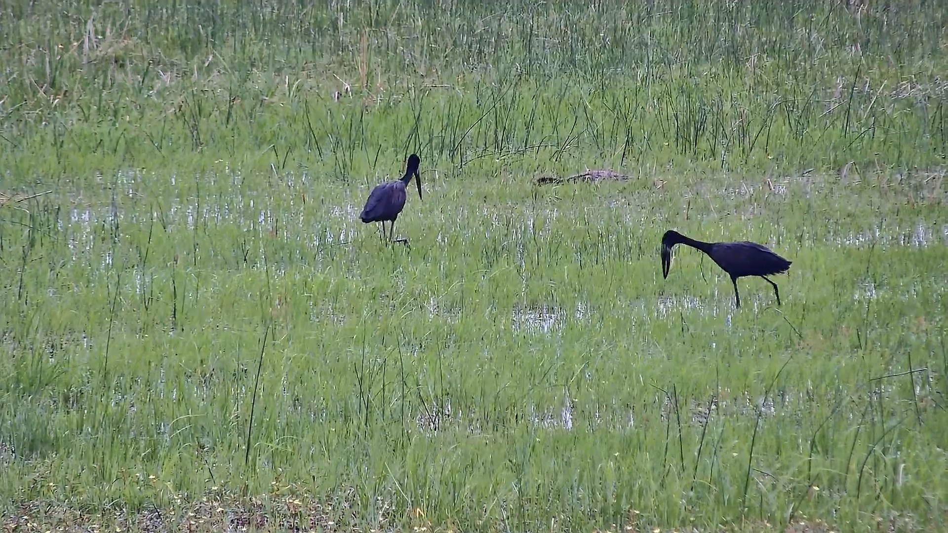 Open-Billed Storks Searching for Food