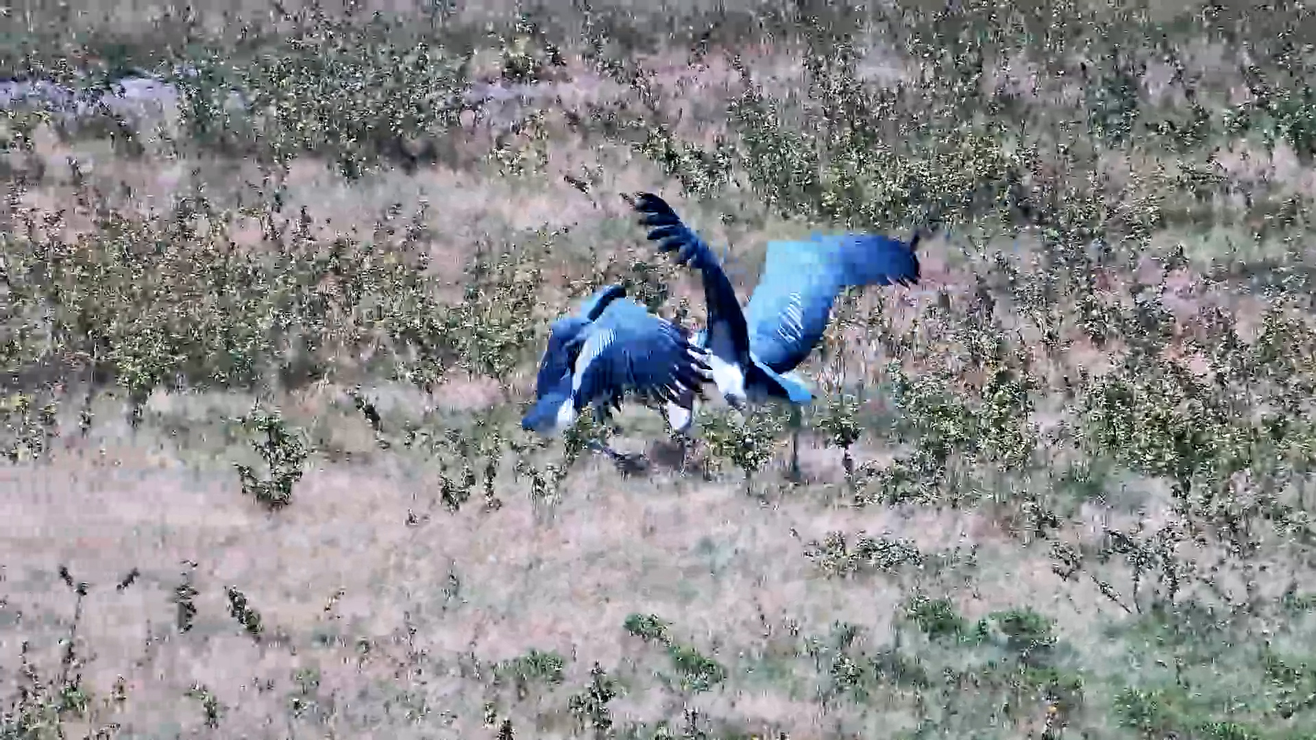 You Don’t See This Every Day: Stork Fight Breaks Out