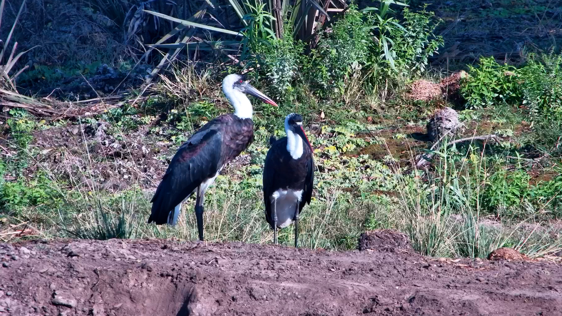 Perfect Pair at Tembe