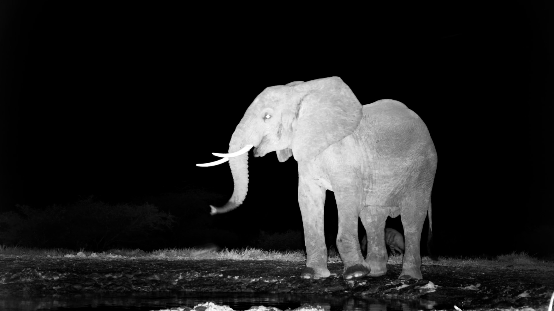 Striped Hyena Spooked by Elephant Bulls