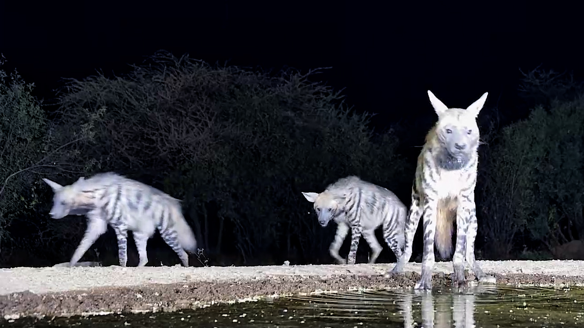 The Striped Hyena's Little Shadows