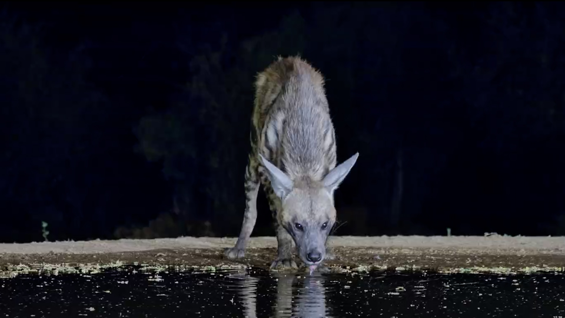 A Striped Hyena After Dark