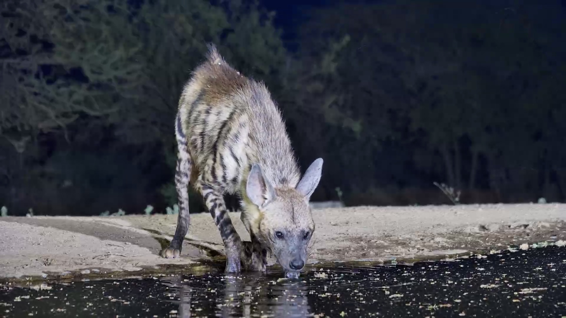 A Striped Hyena Slips In for a Night Drink
