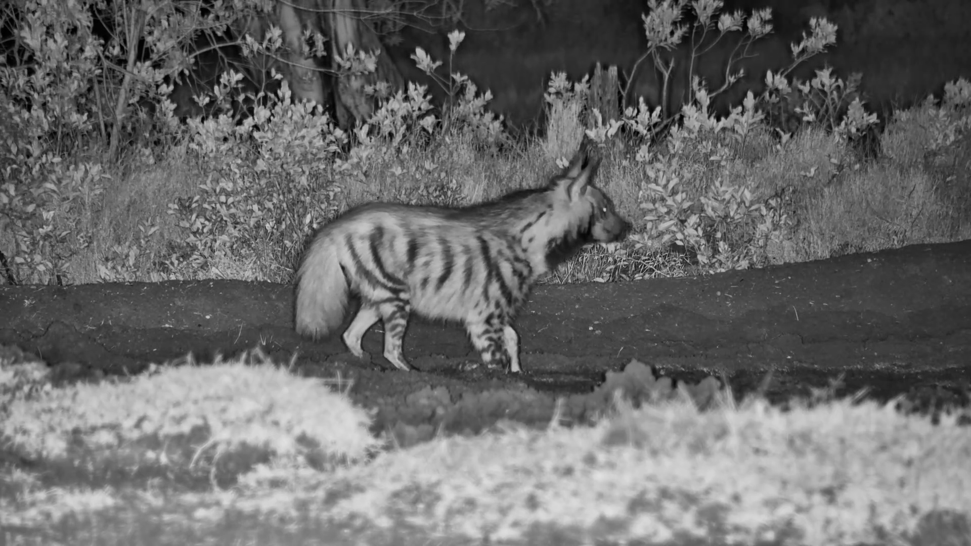Striped Hyena Visits the Waterhole at Night!