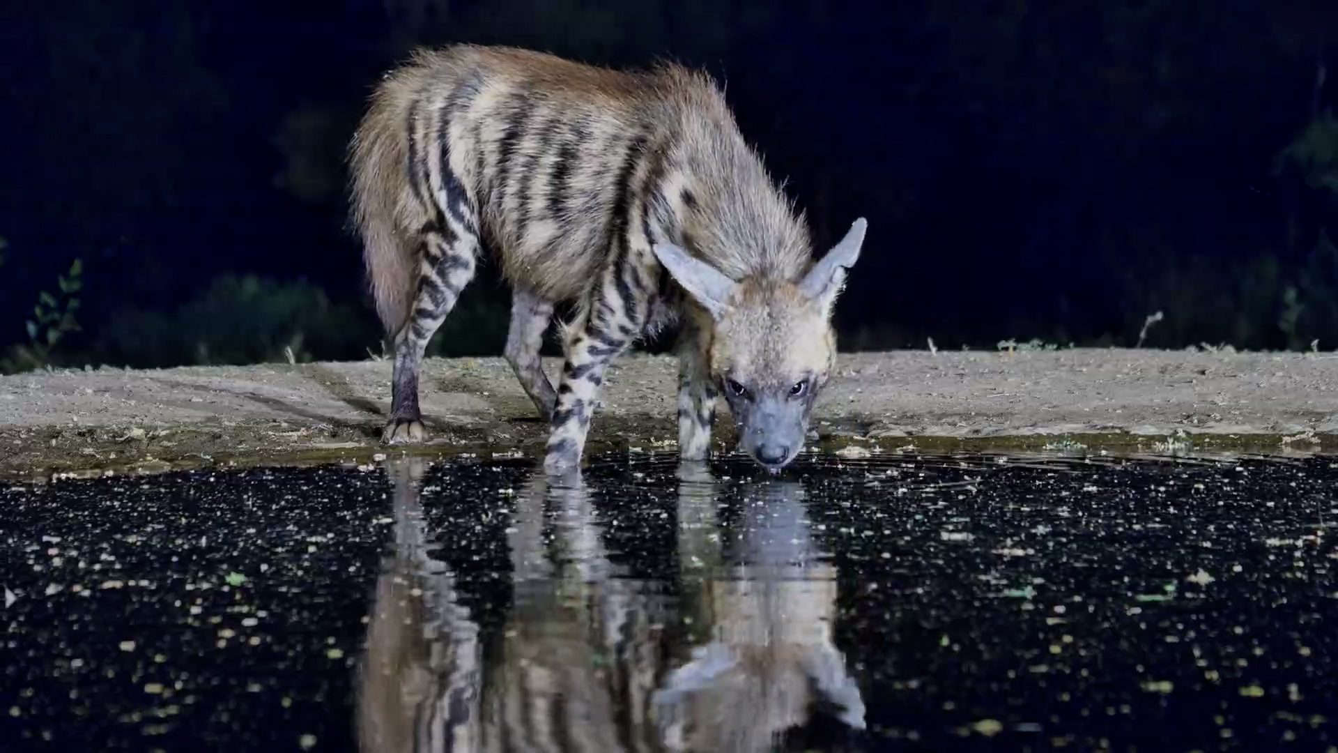 An Incredible Close-Up of a Striped Hyena